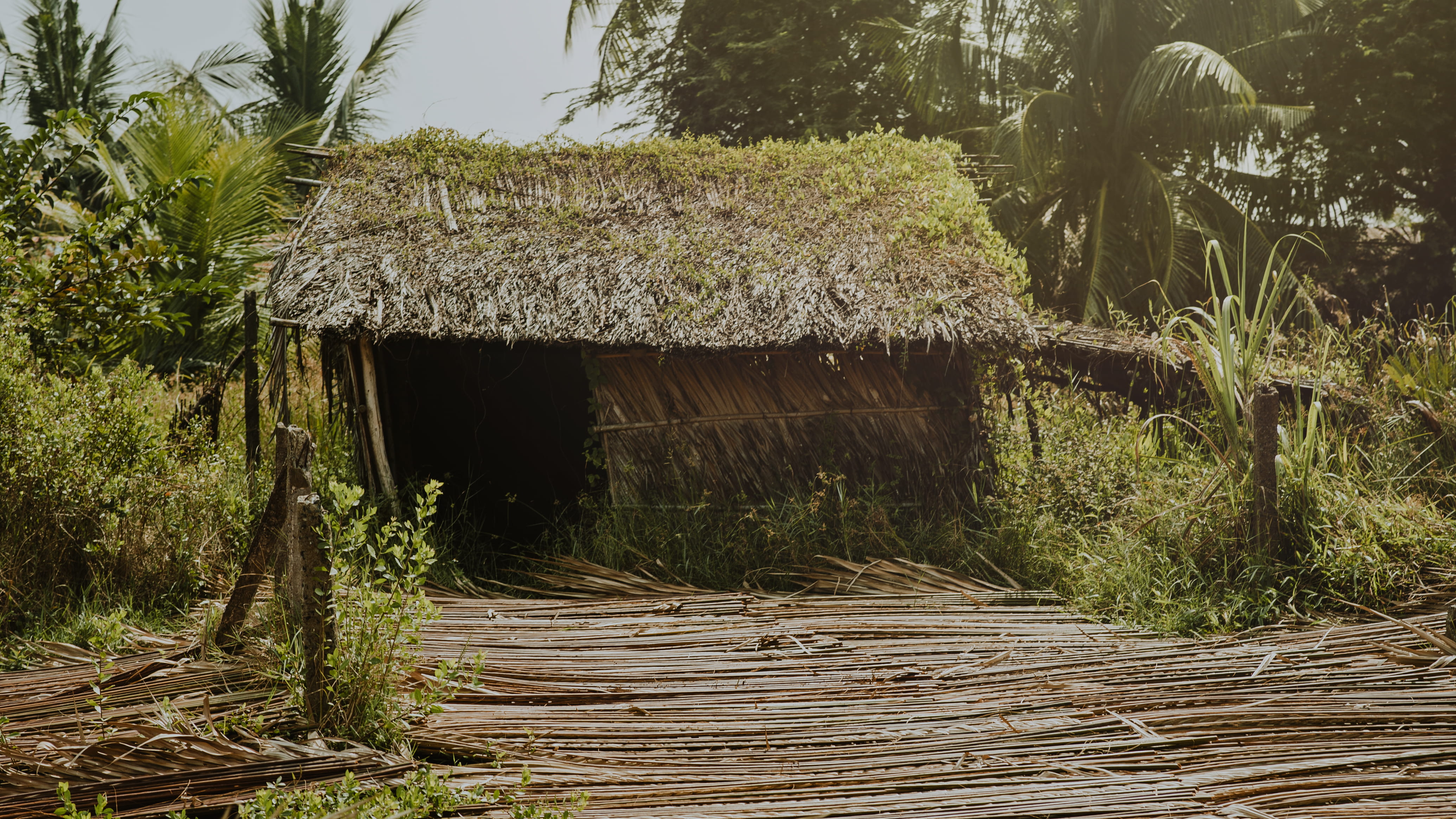 scenic, brown, 4K, tropical, grass, architecture, no people, summer, plant, beauty in nature, nipa, daylight, photo, wood - material, shed, tree trunk, HD Wallpaper