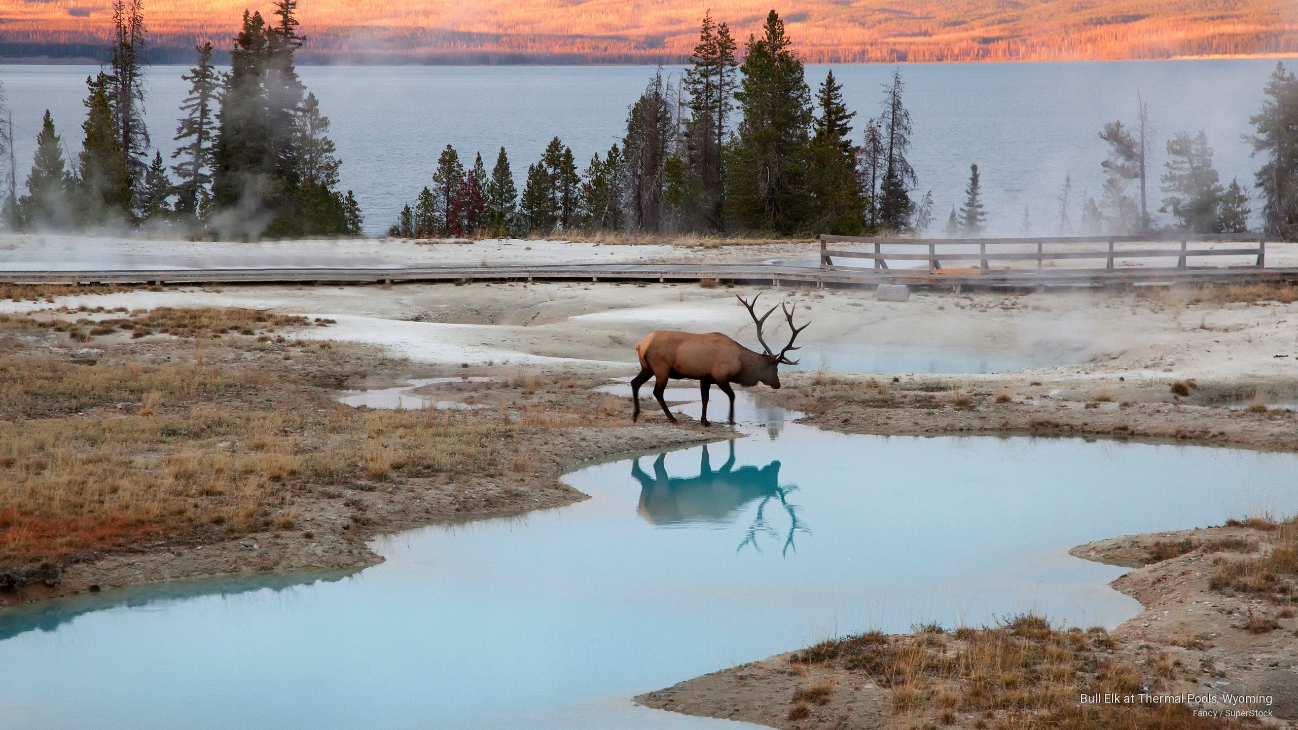 2K, thermal, pools, bull, Animals, wyoming, elk, HD Wallpaper