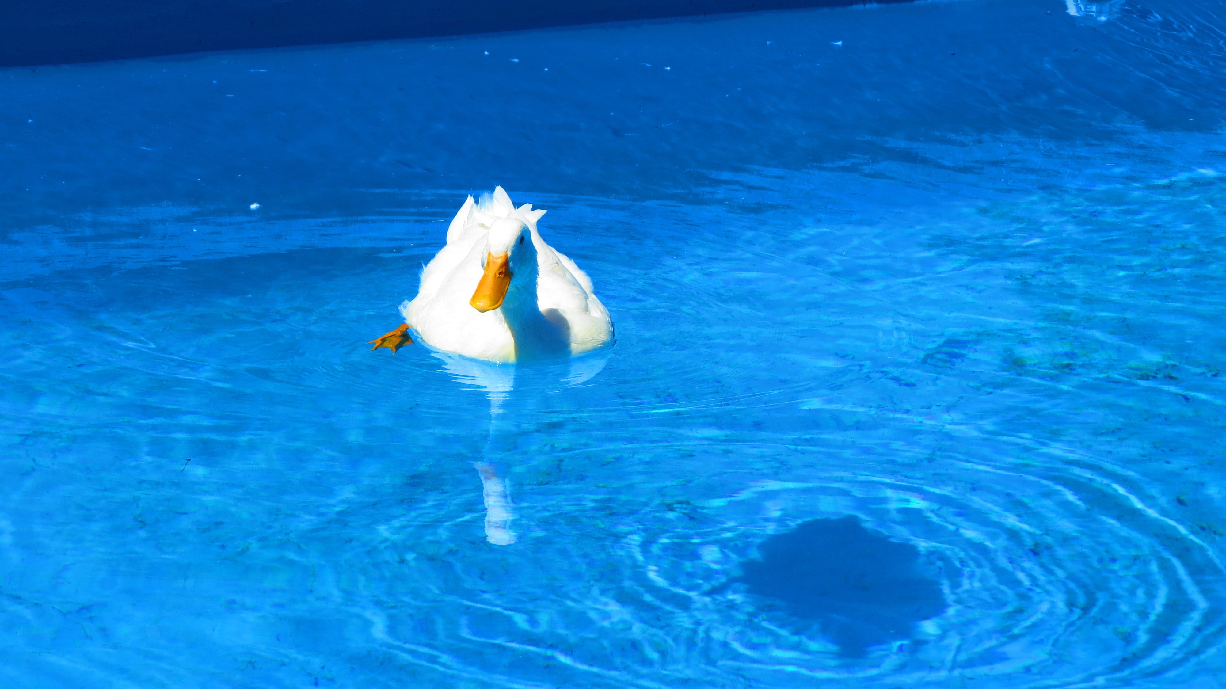 swimming, white color, swimming pool, high angle view, nature, animals in the wild, lake, waterfront, vertebrate, animal themes, blue, one animal, zoology, HD Wallpaper