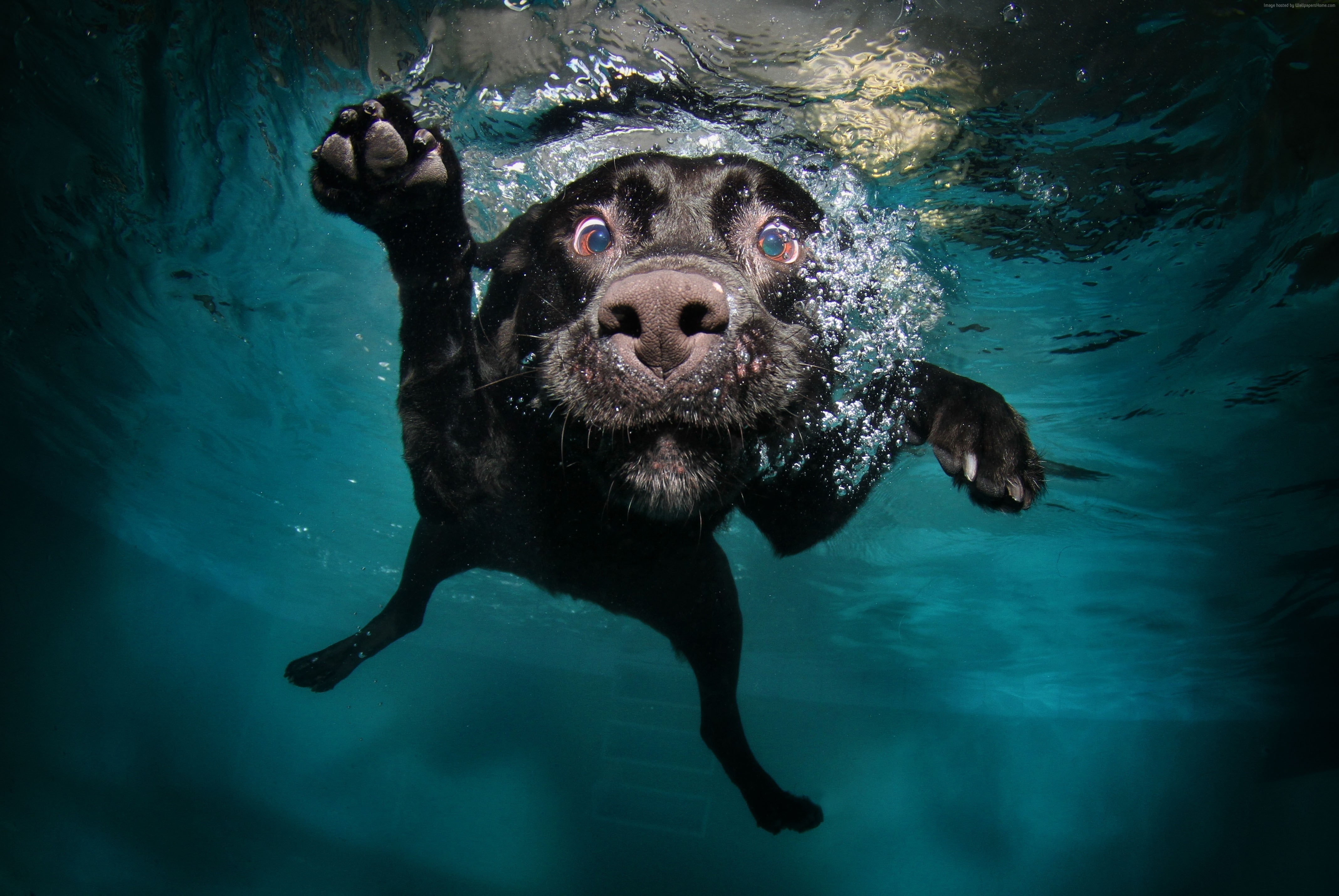 black, Dog, water bubbles, 4k, funny, pet, animal, 4K, 5k, underwater, puppy, HD Wallpaper