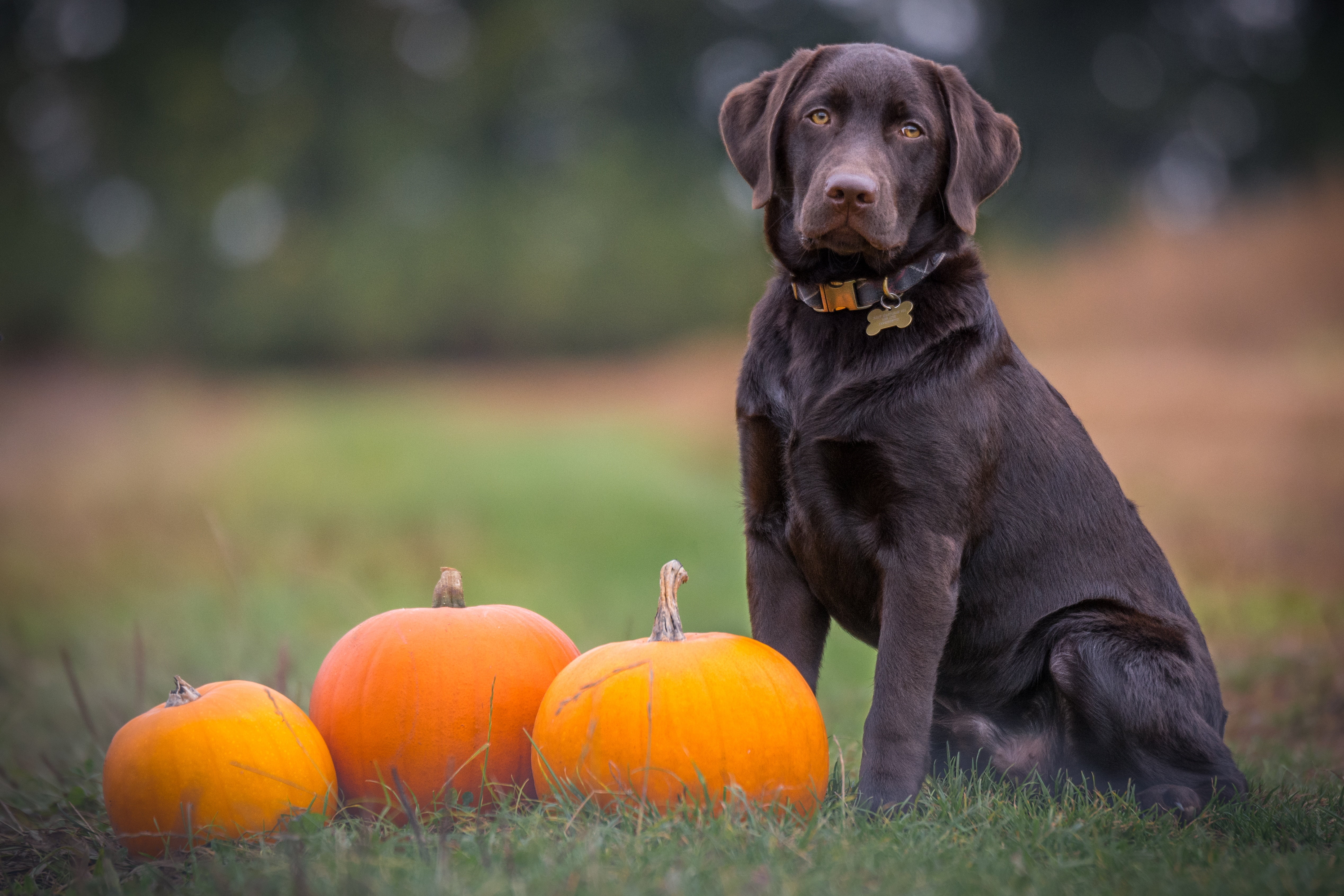 happiness, cute, plant, grass, autumn, canine, orange Color, dog, nature, sitting, looking, domestic Animals, smiling, yellow, 4K, animal, labrador, cheerful, HD Wallpaper