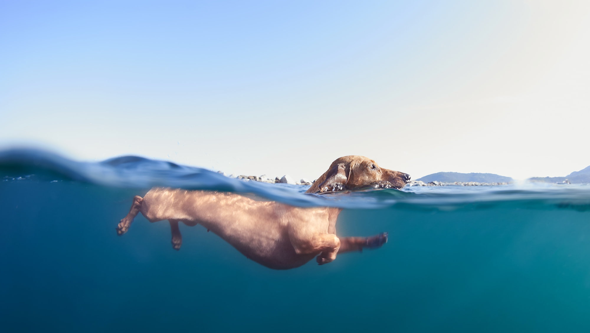 animals in the wild, blue, water, one animal, nature, animal themes, 1080P, surface level, dog, sky, tranquility, copy space, scenics - nature, swimming pool, HD Wallpaper