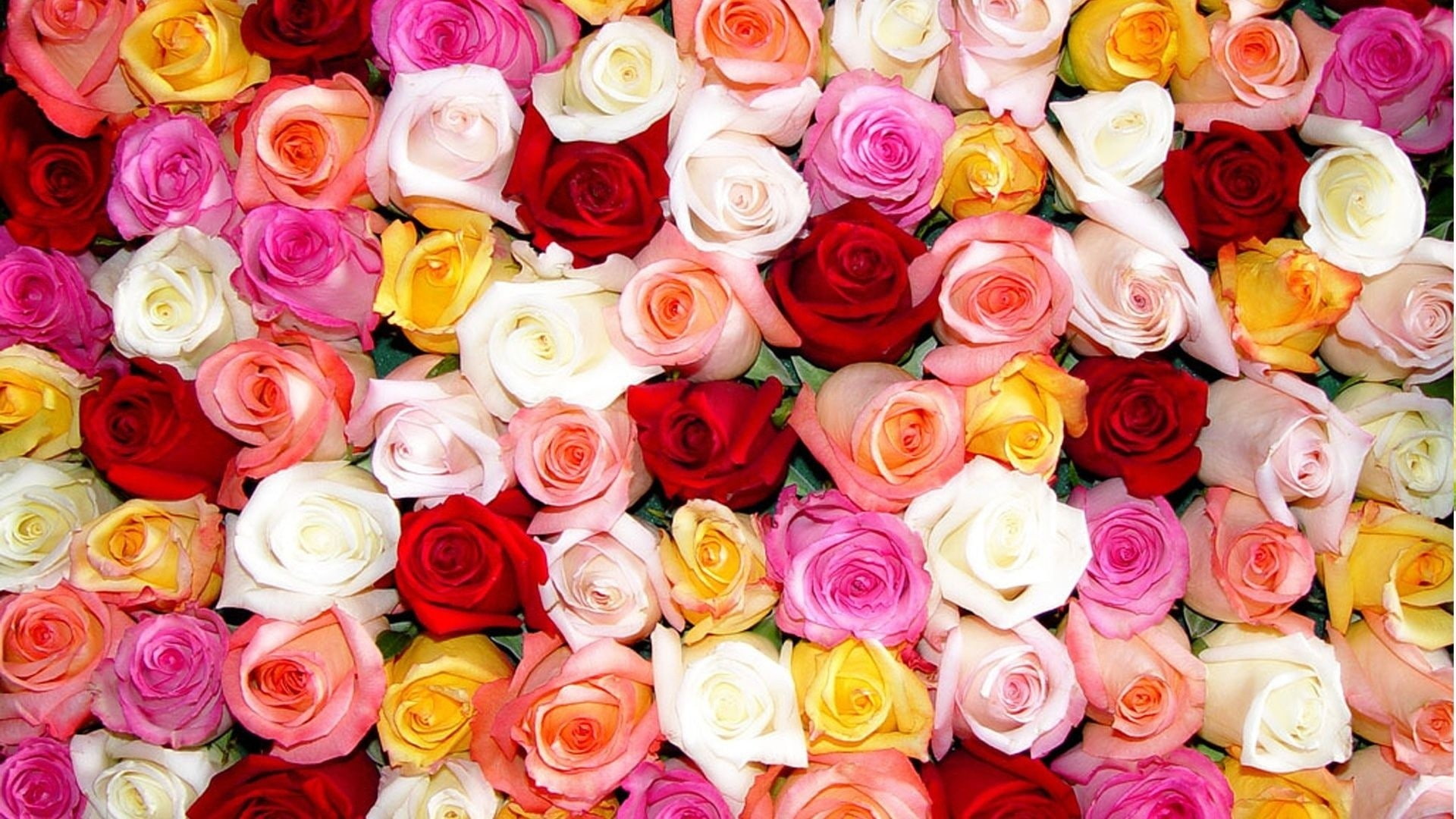 flowers, rose, abundance, for sale, flower arrangement, variation, retail display, close-up, plants, no people, choice, floral pattern, collection, high angle view, HD Wallpaper
