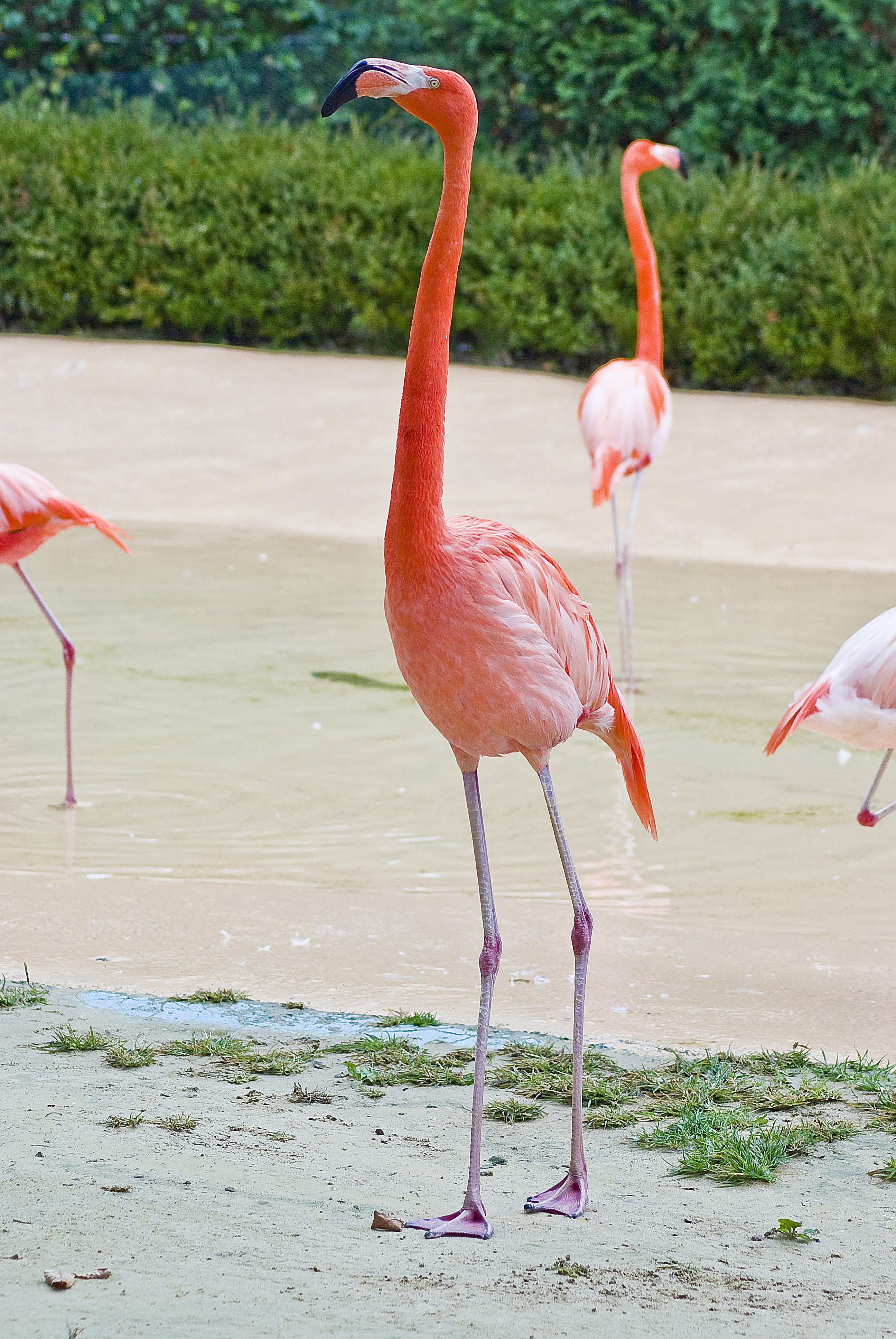 zoo, beach, animal wildlife, bird, Park, park, 4K, outdoor, Zoo, lake, cute, Flamingo, no people, outdoors, the citys new, nature, animal, animal themes, Phone HD Wallpaper