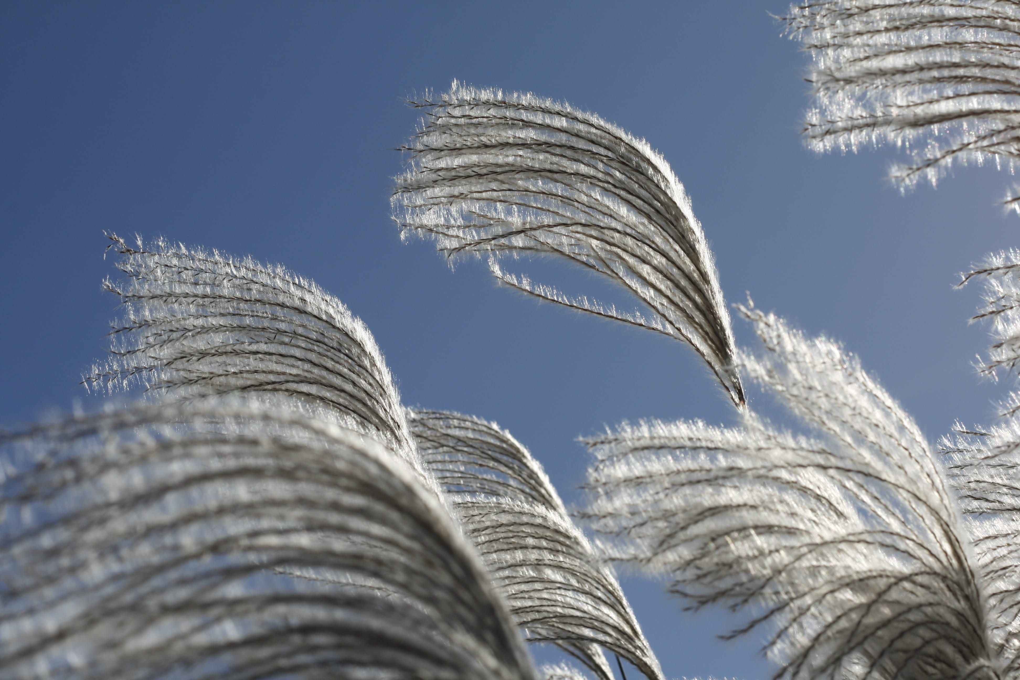in a row, tree, pampas, pm, sunlight, safety, growth, scenery, tropical climate, outdoors, autumn sky, blue, day, go to the memory bird, white color, grass, HD Wallpaper