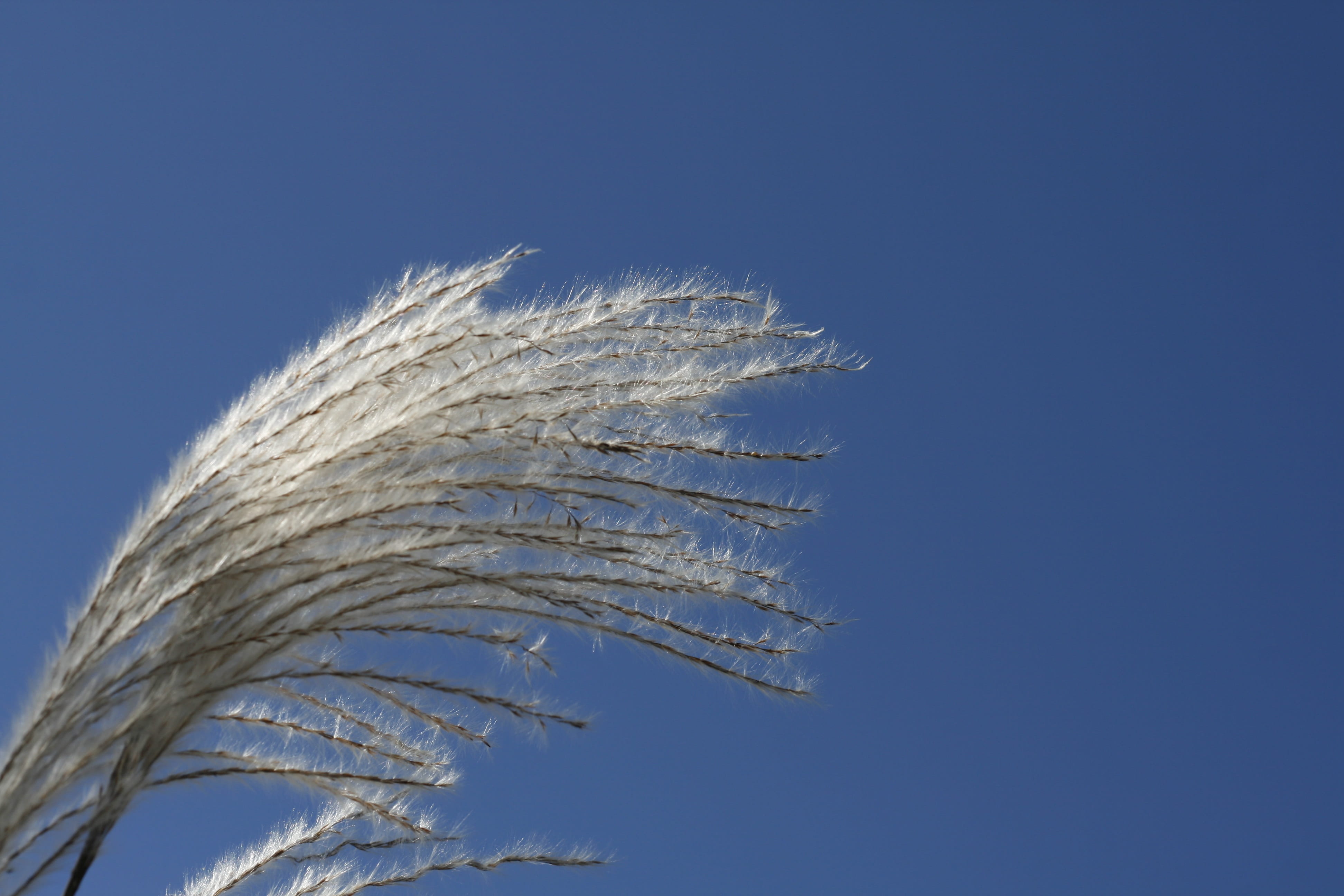 in autumn, cereal plant, sunny, environment, sky, go to the memory bird, copy space, day, pm, scenery, grass, close-up, growth, 4K, sunshine, plants, agriculture, HD Wallpaper