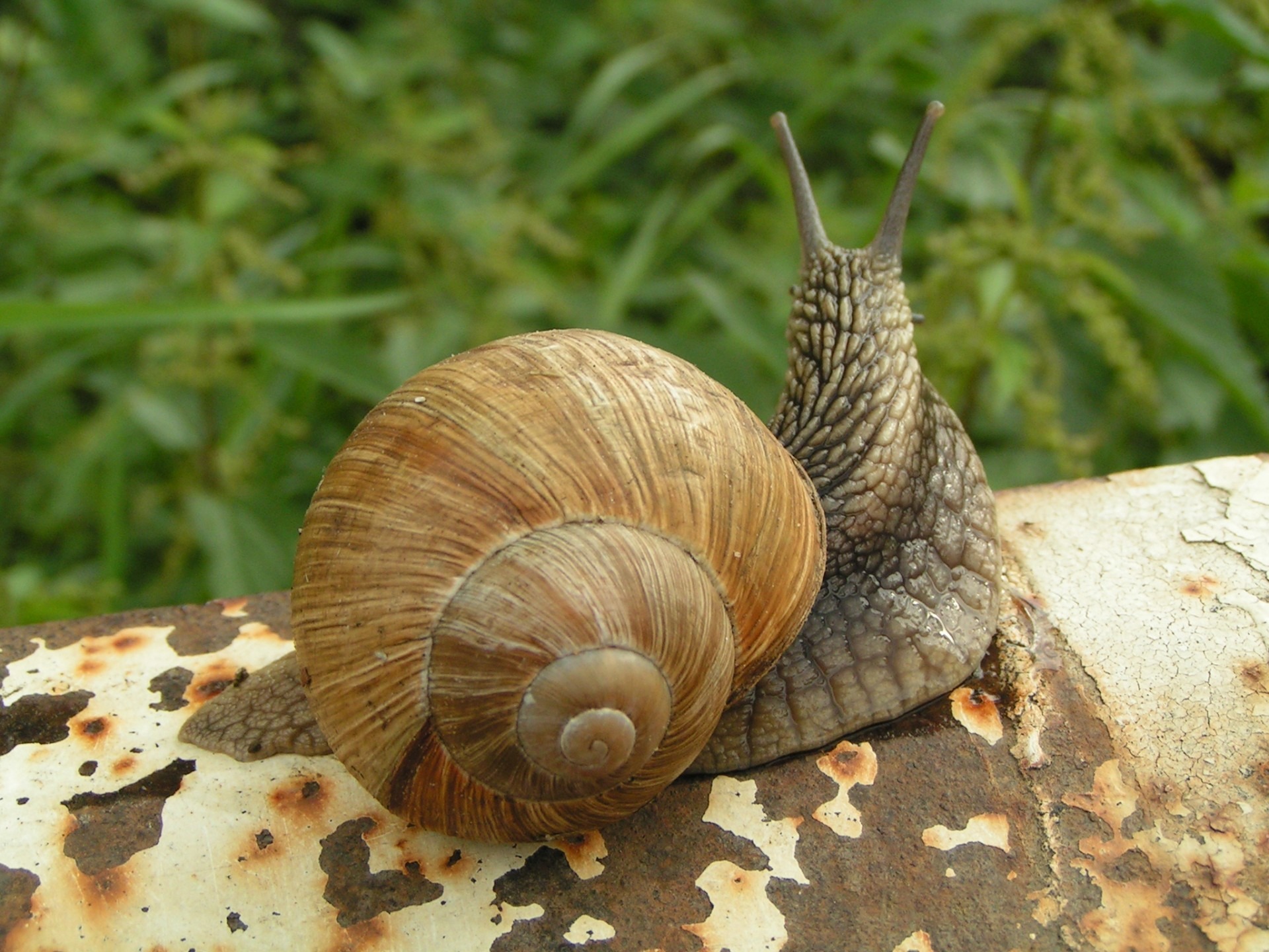 wildlife, animal antenna, animals in the wild, gastropoda, no people, pm, animal themes, one animal, snail, animal shell, animal wildlife, herbivorous, HD Wallpaper
