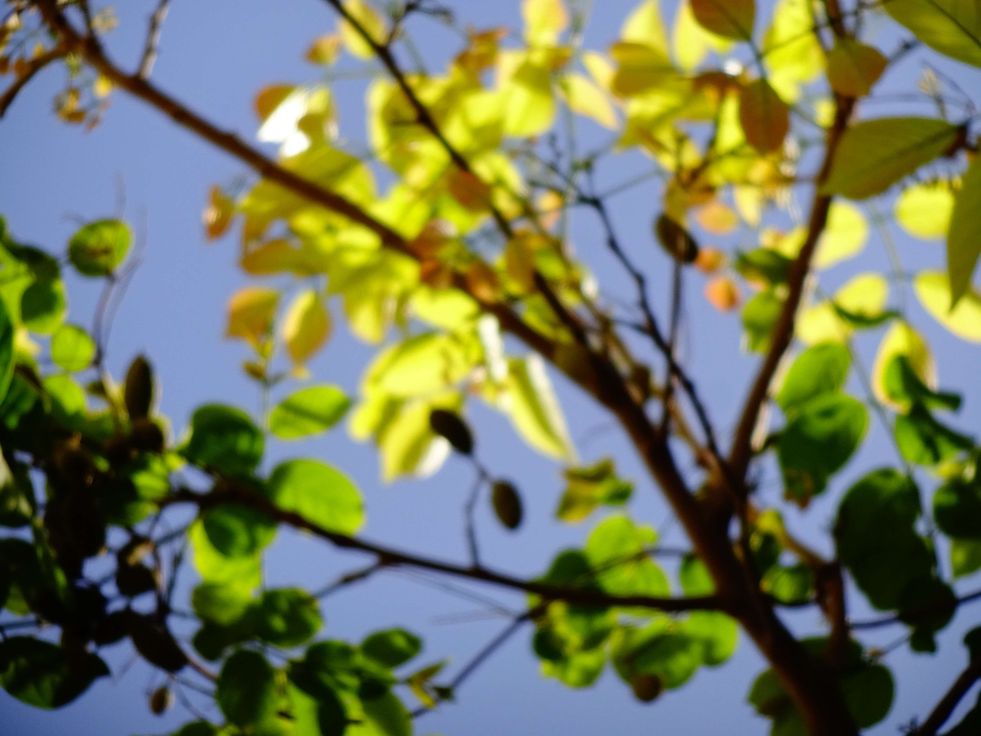 branch, nature, twig, background, backlit, clicked, selective focus, nice, no people, springtime, defocused, day, tree, green color, 3 pm, lens blur, plant part, HD Wallpaper