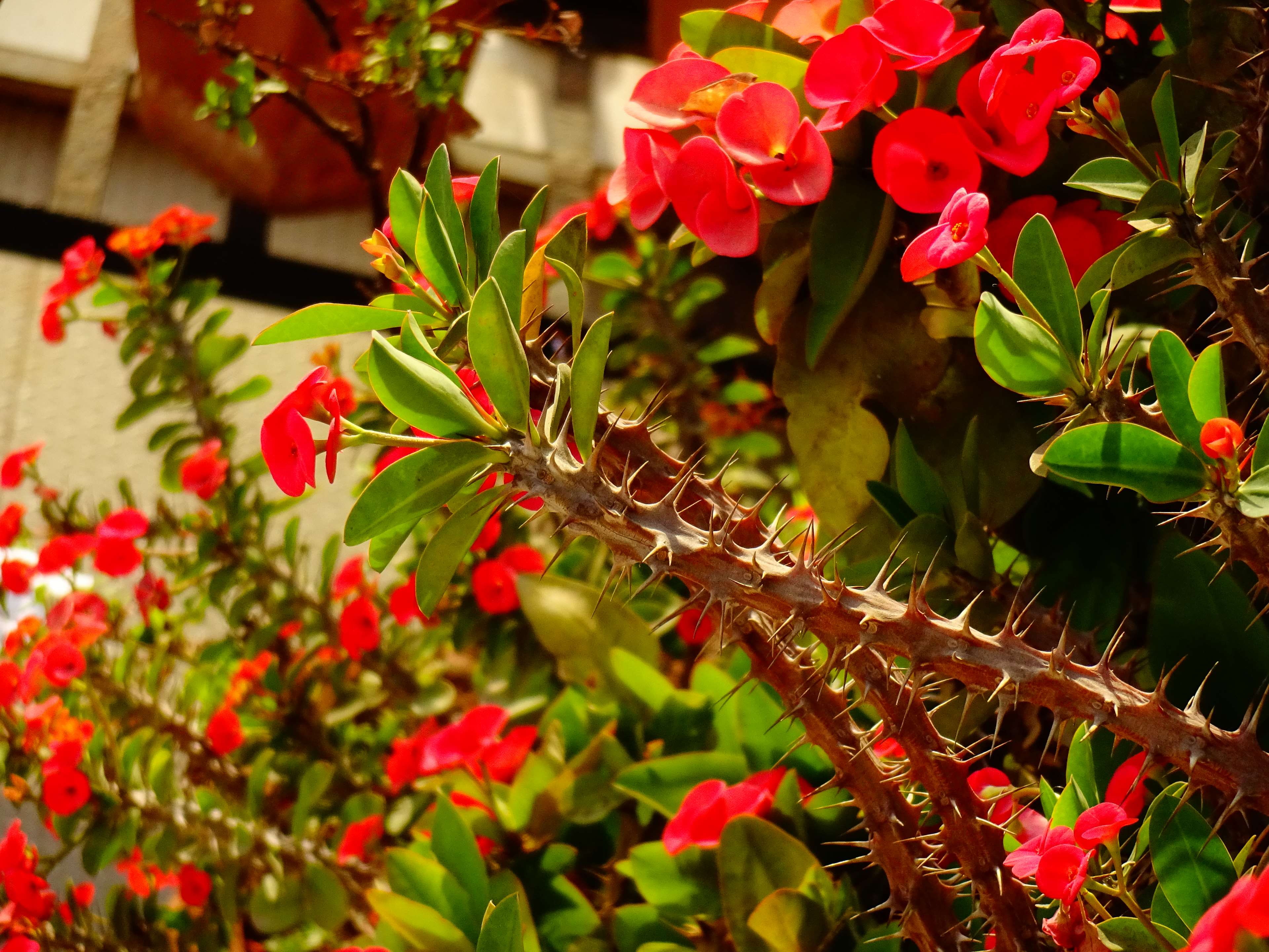 flowers, clicked, flower, daytime, fragility, plant, beauty in nature, green color, 3 pm, close-up, wow, nature, nice, growth, red, outdoors, infainted, HD Wallpaper
