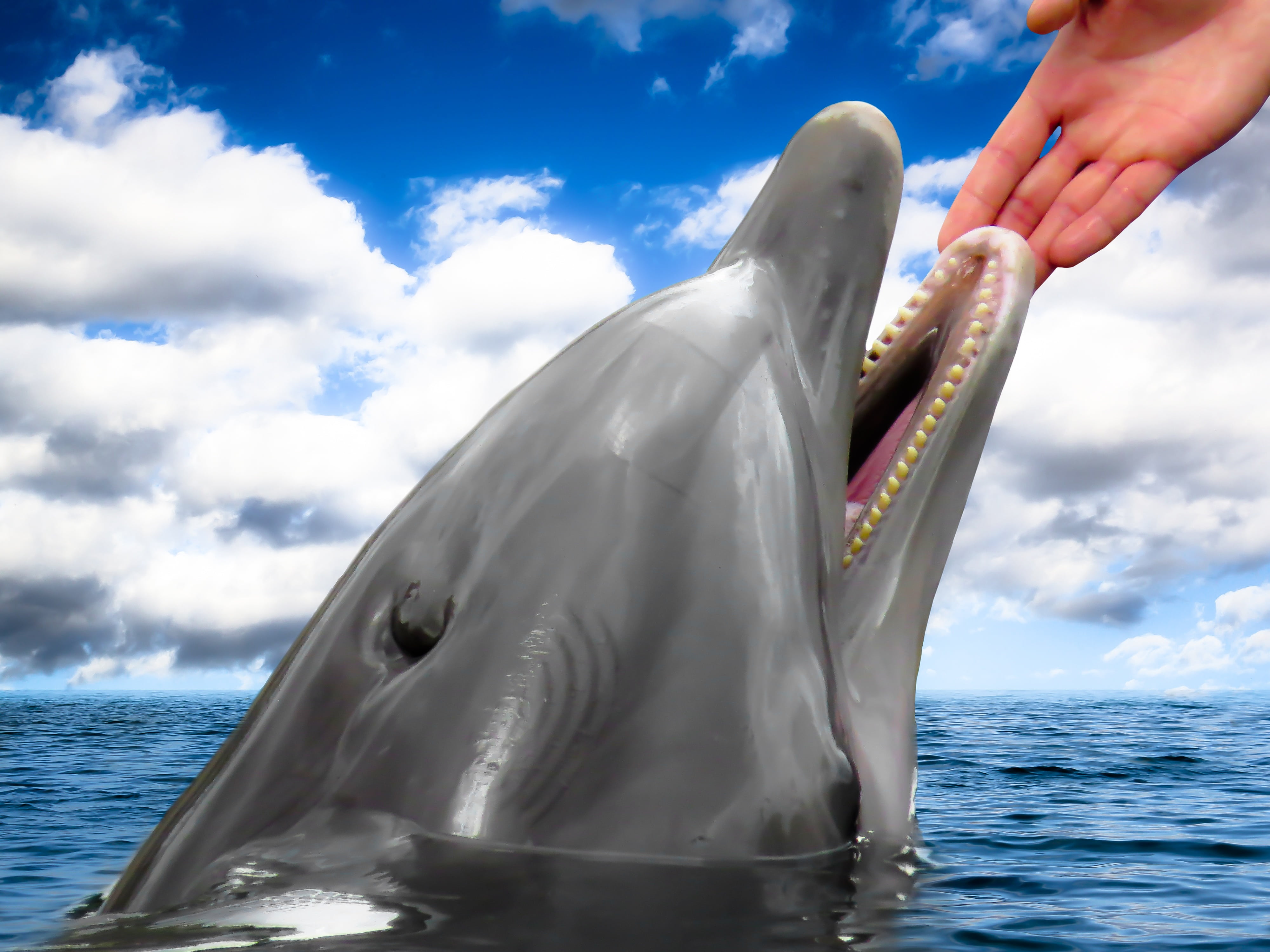 da vinci, day, cloud - sky, whale, 4K, friend, faith, food, companion, trust, holiday, real people, sky, mammal, keep, love, summer holiday, hand, animal, HD Wallpaper