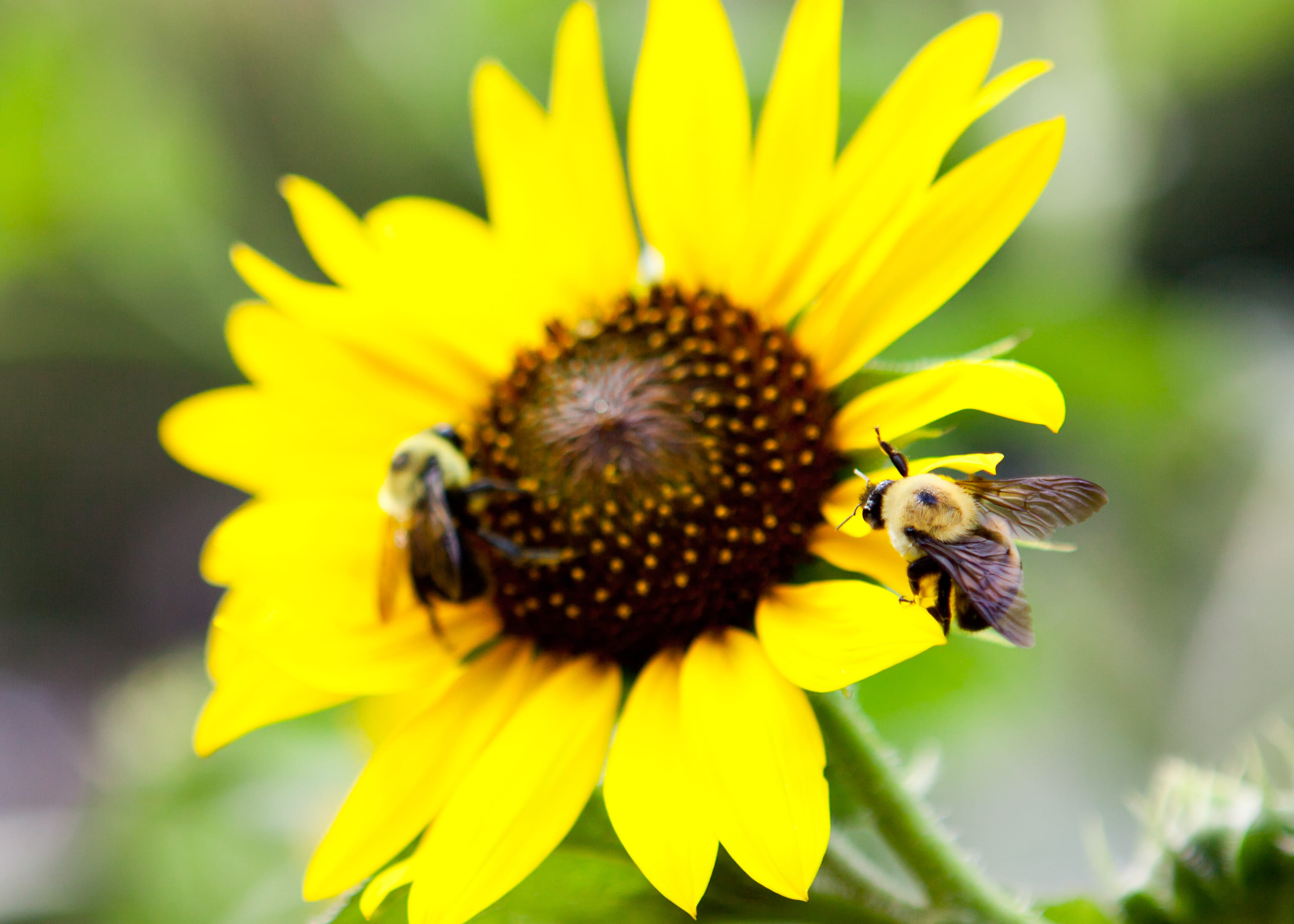 animal, flower head, freshness, happy, cheery, new york, pollination, animal themes, fragility, vulnerability, bright, greeting, one animal, insect, yellow, HD Wallpaper