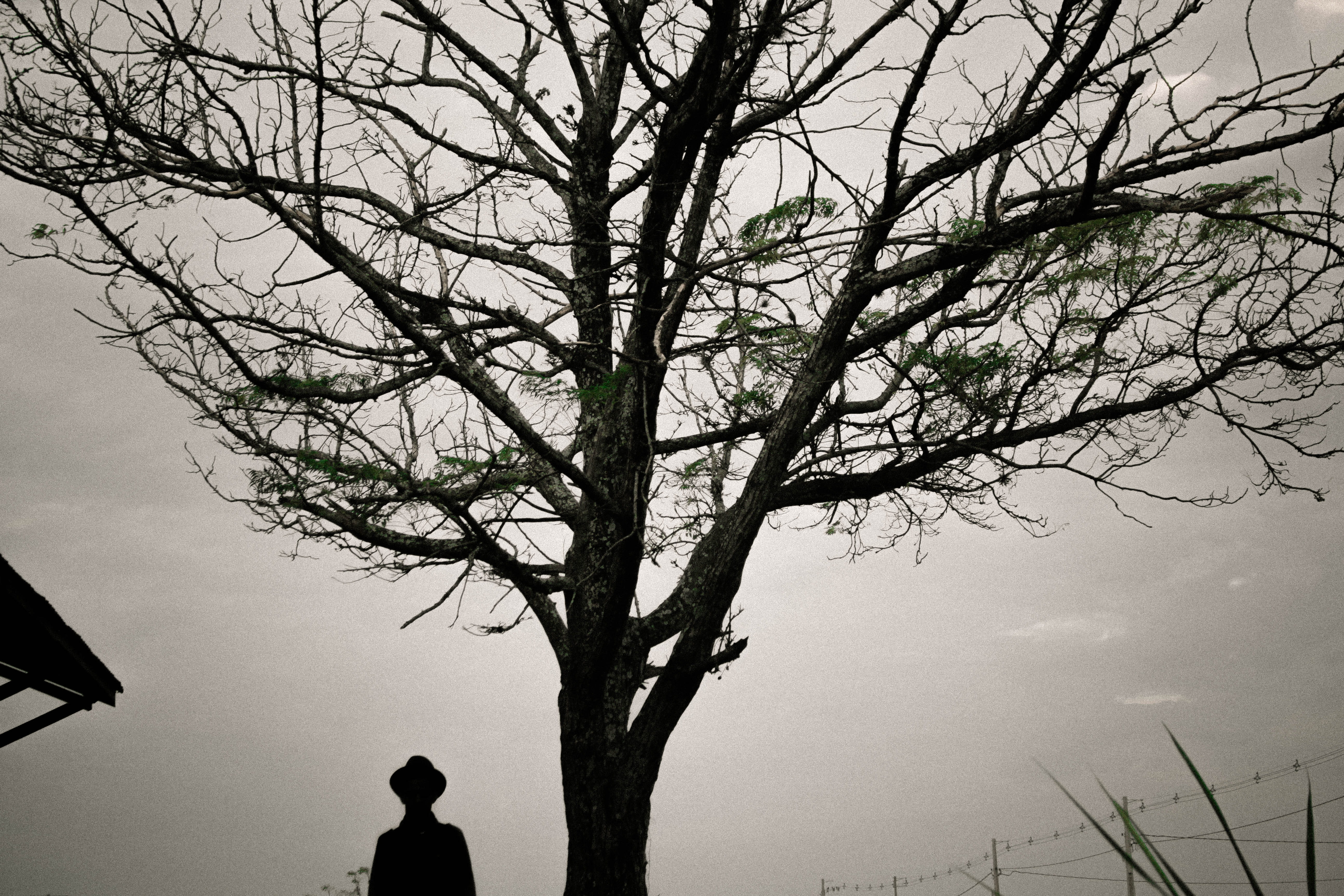 real people, soul, rear view, tree, day, silhouette, beauty in nature, low angle view, tumblr, trunk, outdoors, randb, sky, scenics - nature, hipster, bare tree, HD Wallpaper