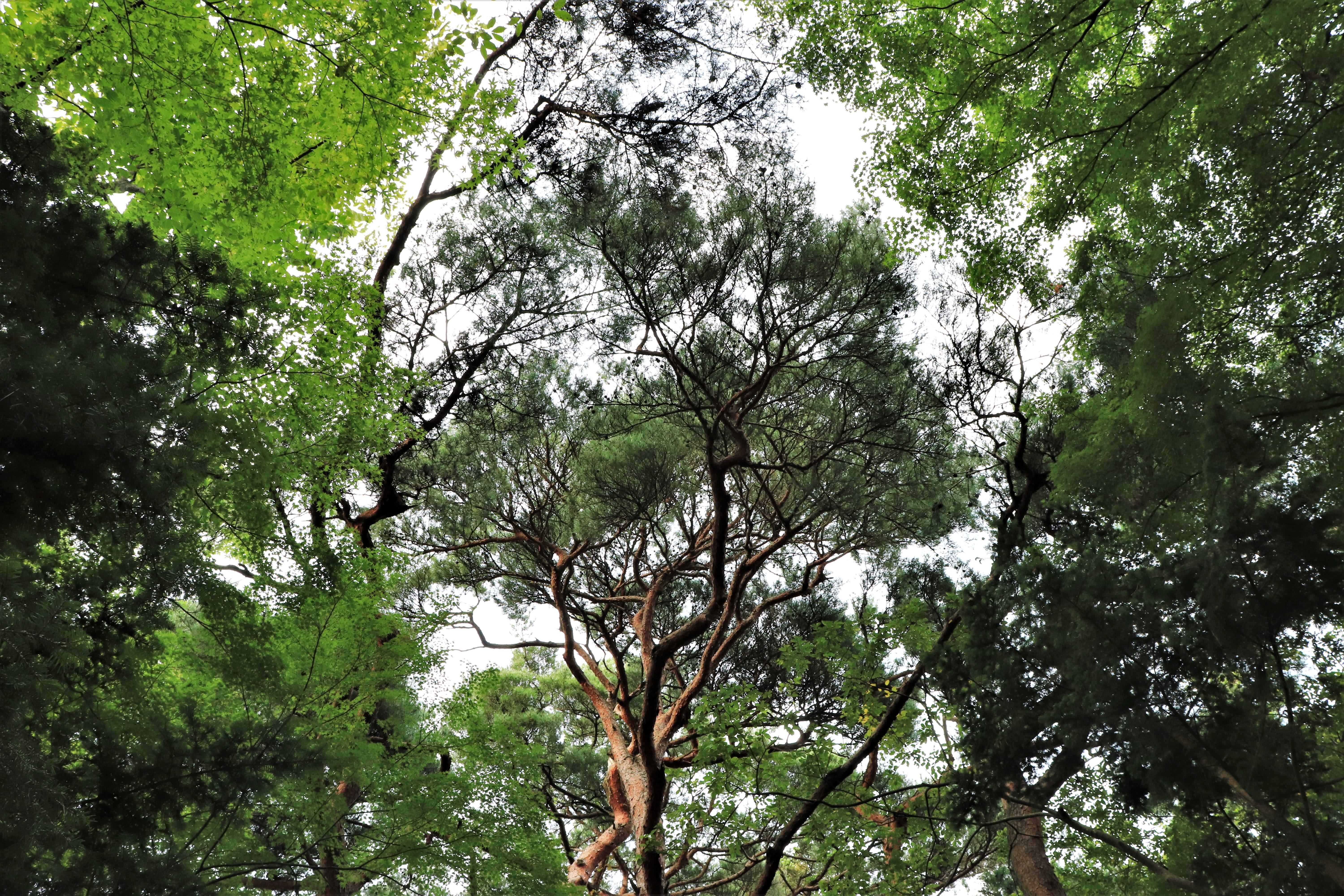 water, korean, tourism, outdoor, pine, this safari, tour, the nature of the, sol, scenics - nature, tree canopy, rock, brown, south, travel, blue, pine tree, HD Wallpaper