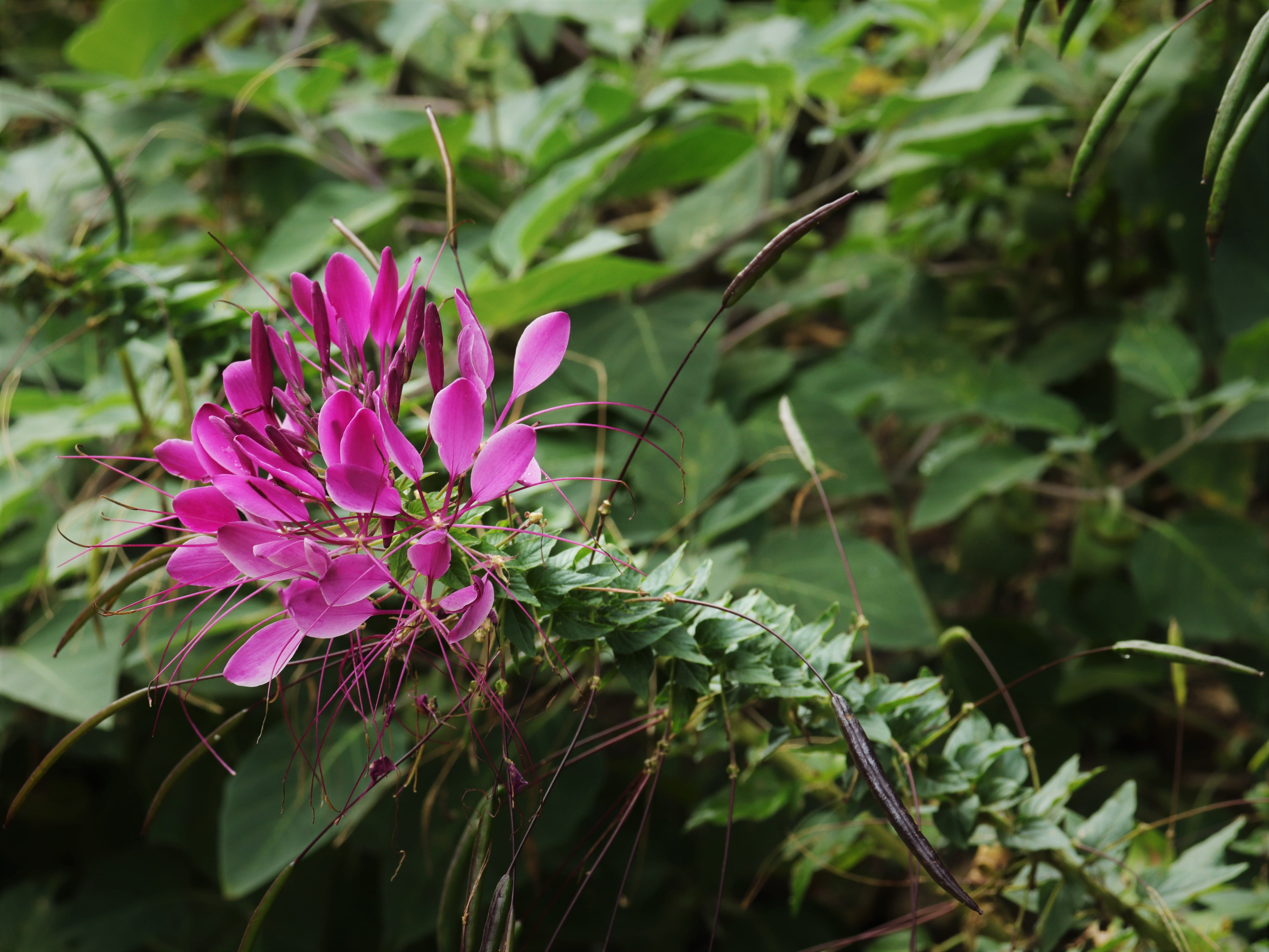 flower head, often, leaf, outdoor, green, the woods, summer, natural, pollen, the nature of the, wipes, plants, stem, green color, sky, no people, sunny, HD Wallpaper