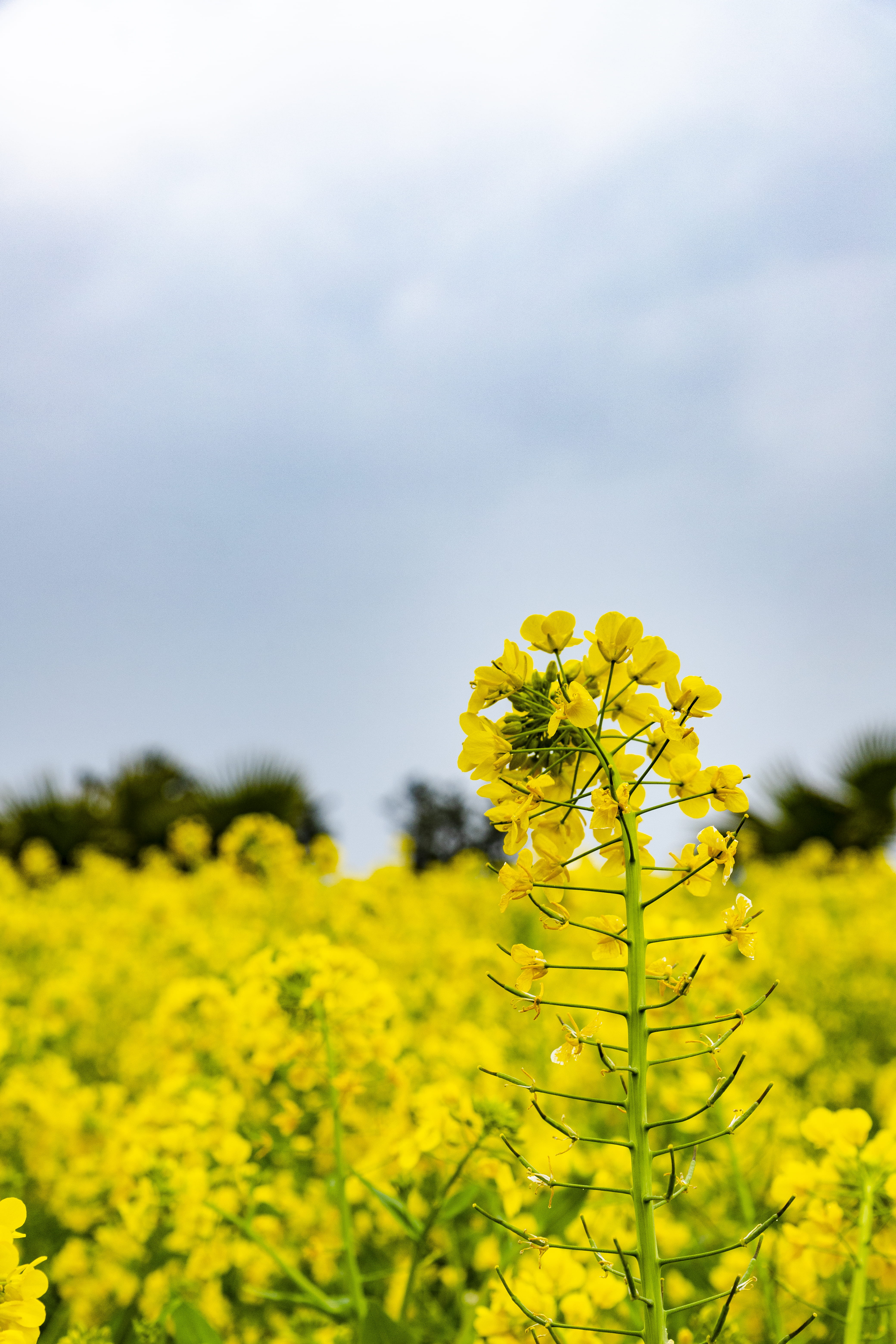 stone, flowering plant, fragility, apiaceae, vulnerability, farm, food, land, yellow, plant, harbor, sky, oilseed rape, mustard, nature, grassland, south korea, Phone HD Wallpaper