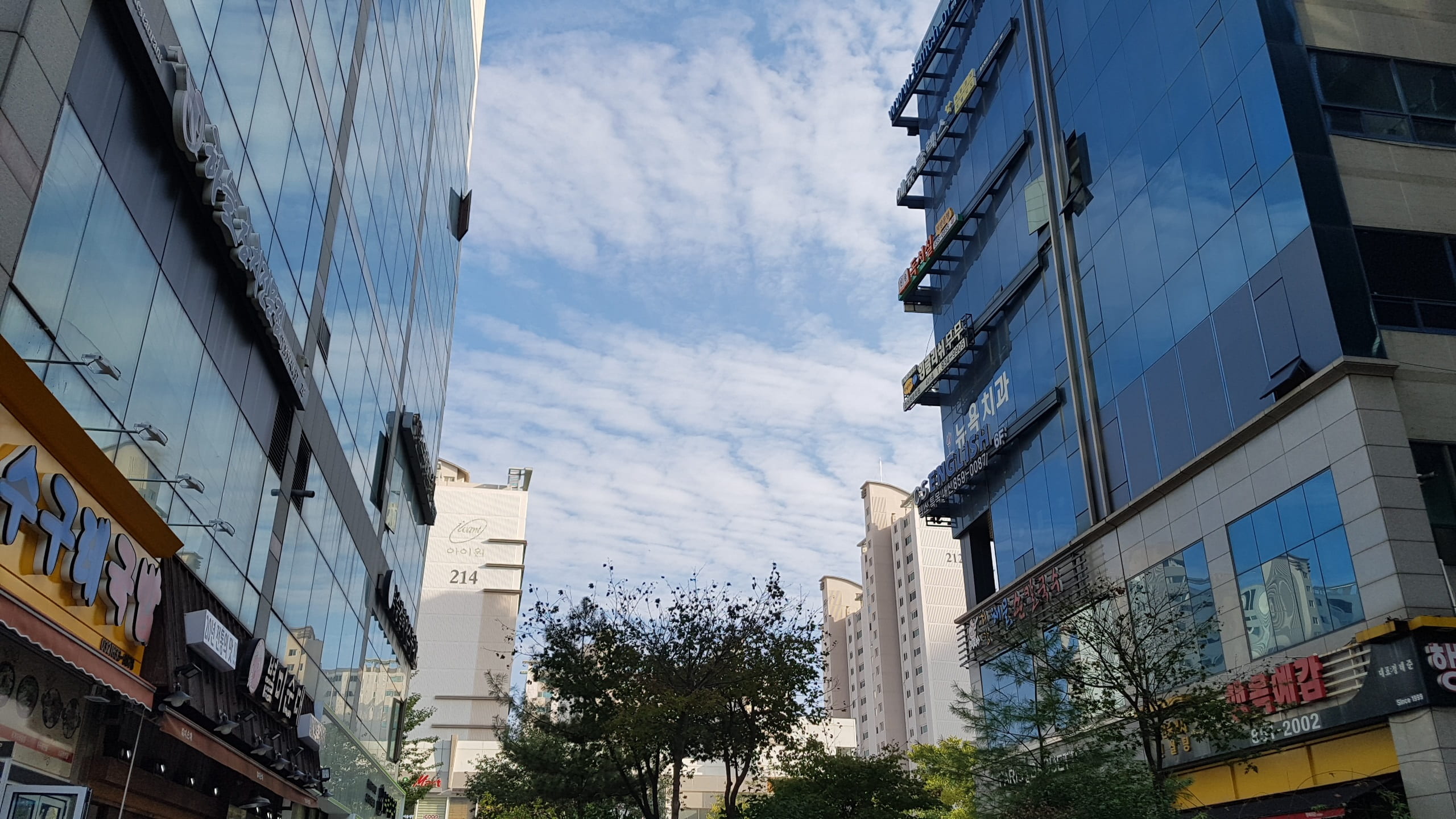 residential district, built structure, sky, tree, building, window, plant, low angle view, 2K, sunlight, songdo, building exterior, architecture, day, HD Wallpaper