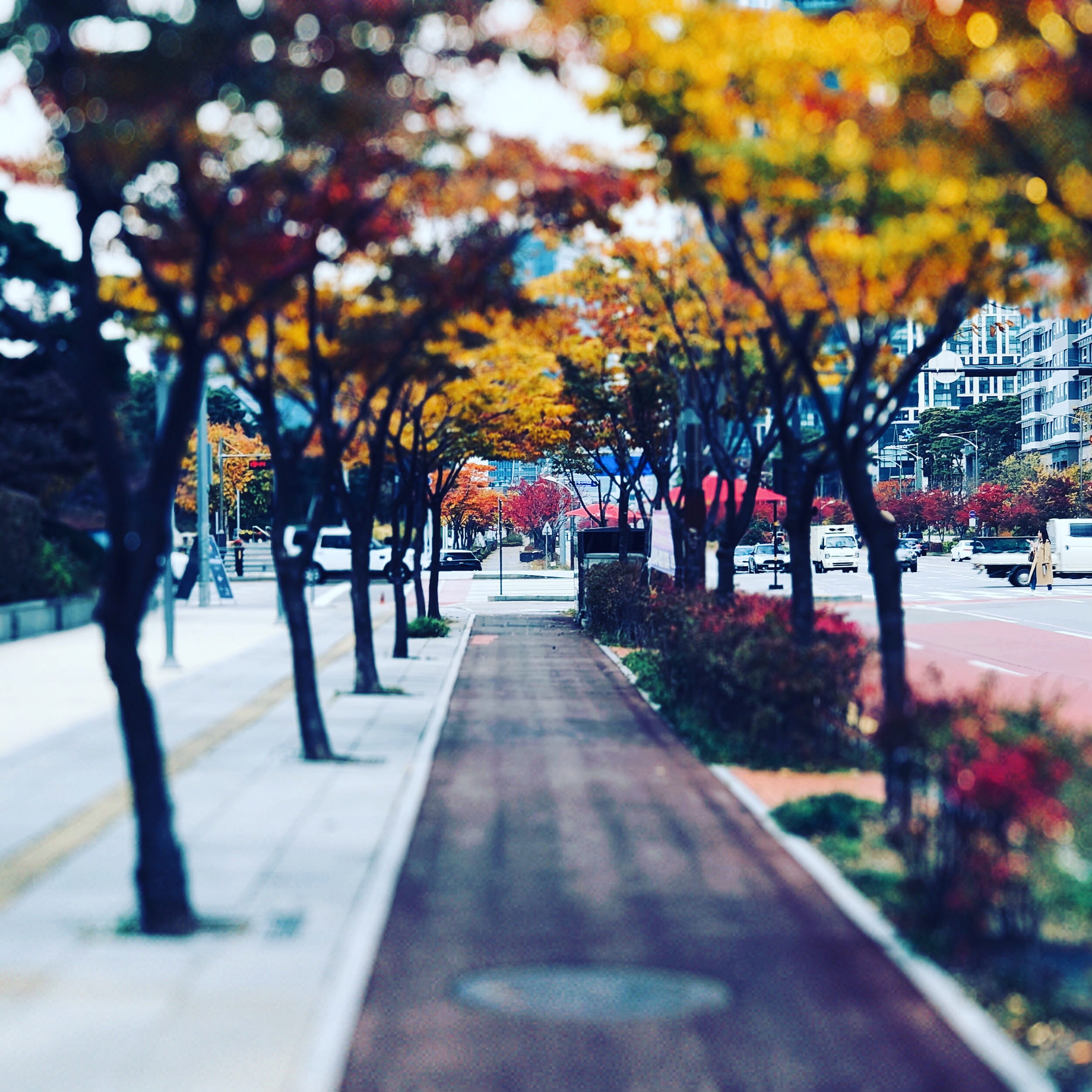 park - man made space, park, the way forward, no people, outdoors, architecture, city, direction, change, autumn, treelined, plant, 1080P, transportation, Phone HD Wallpaper