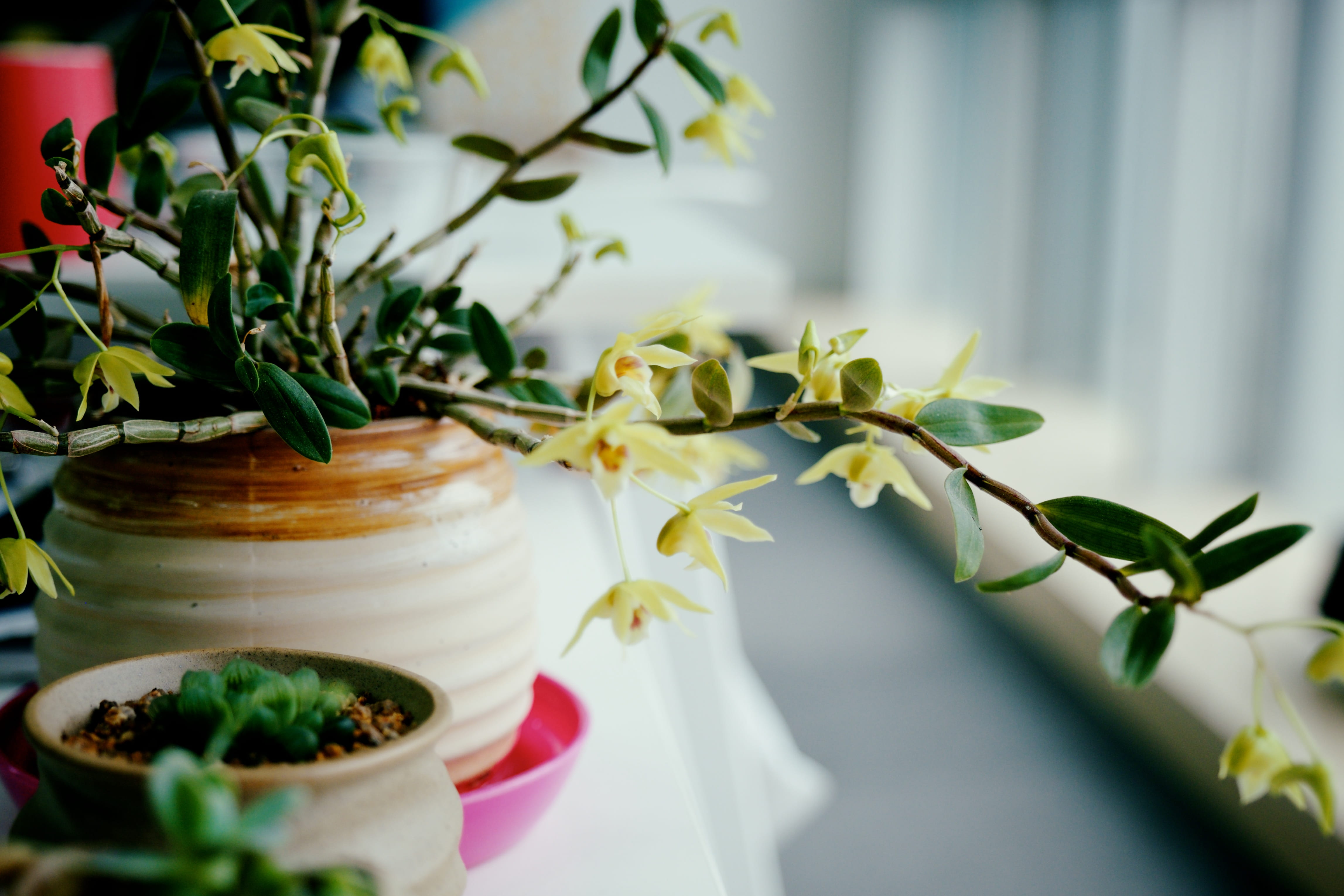 bowl, green, porcelain, plant part, blossom, plant, produce, potted plant, herbal, table, close-up, furniture, flower arrangement, jar, decoration, pot, HD Wallpaper