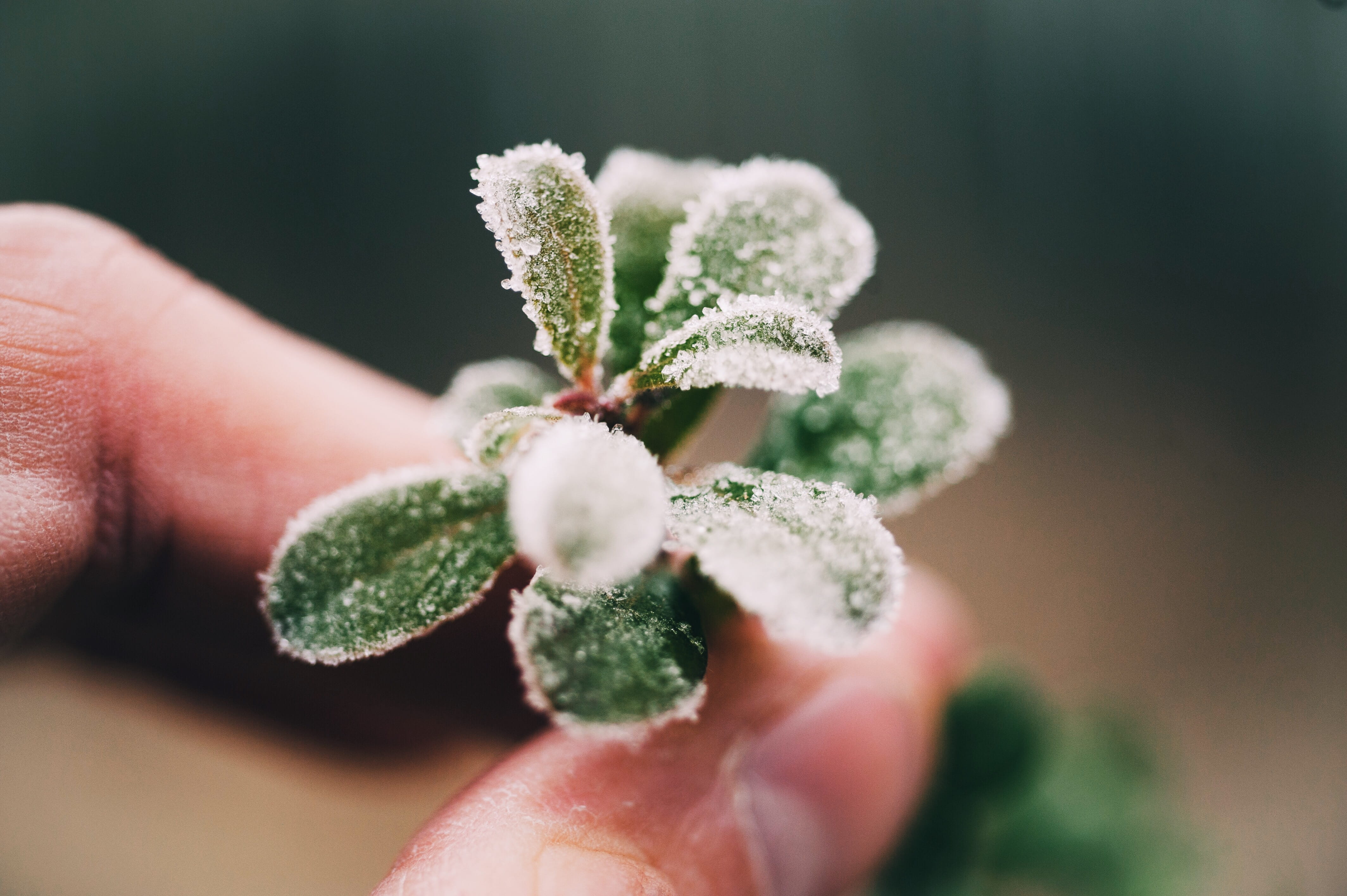 tree, photography, vase, plant, day, ice, leaf, mint, potted plant, human body part, 4K, plant part, body part, pottery, small, person, food, human hand, HD Wallpaper