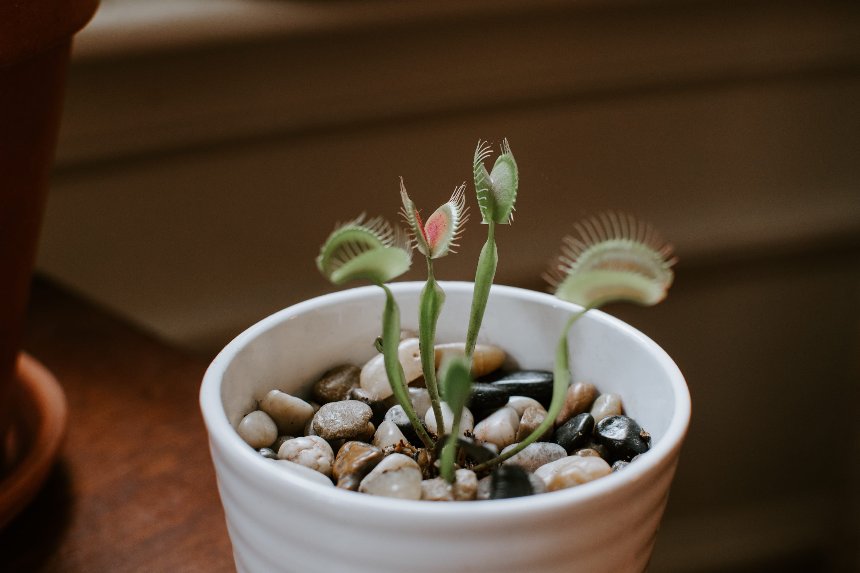selective focus, green, tropical, fly trap, house plant, plant, venus, vase, botany, ornament, beauty in nature, leafed, close-up, high angle view, indoors, HD Wallpaper