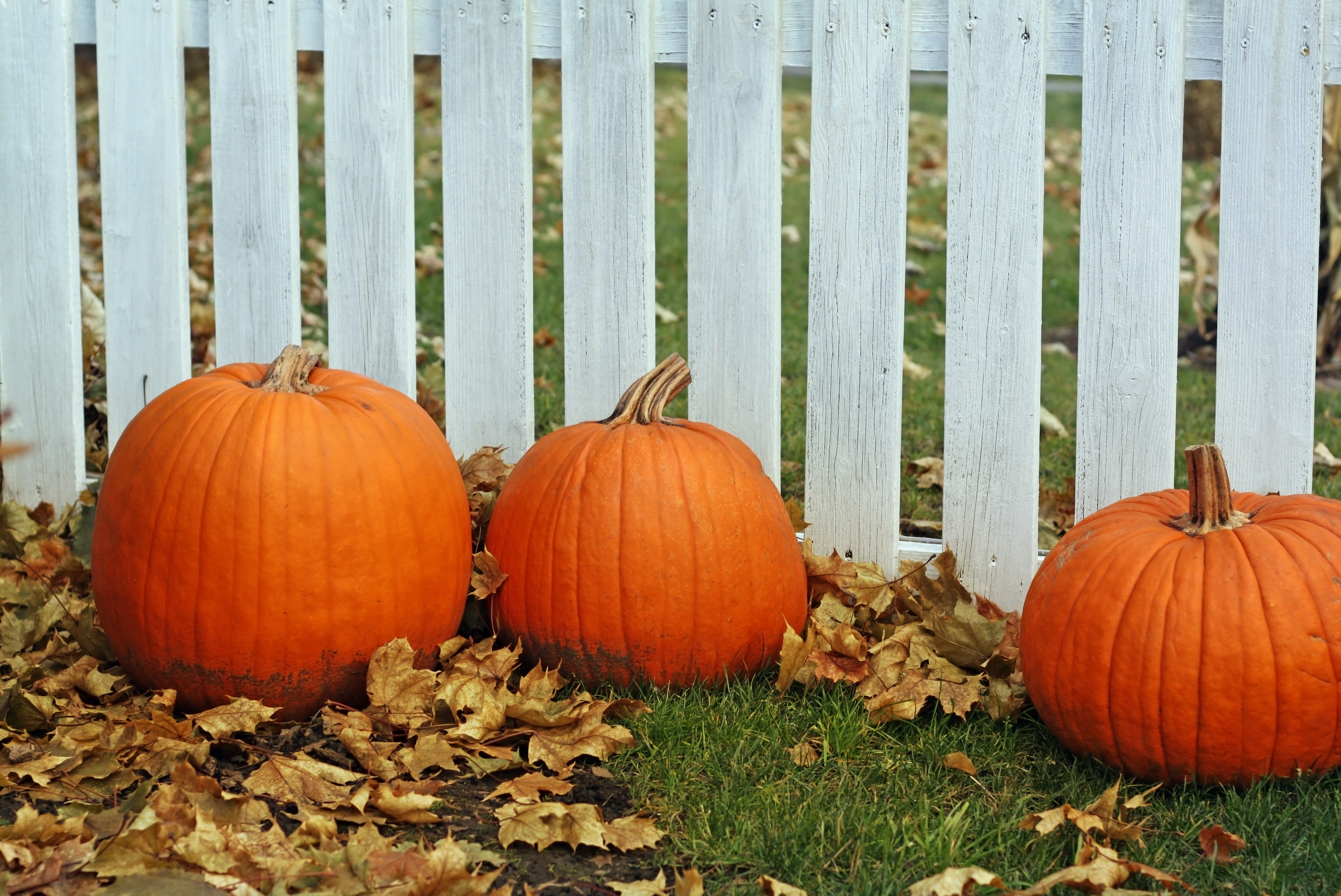 4K, healthy eating, Thanksgiving, day, nature, vegetable, plant part, orange color, pumpkin, outdoors, november, celebration, green color, season, three, HD Wallpaper