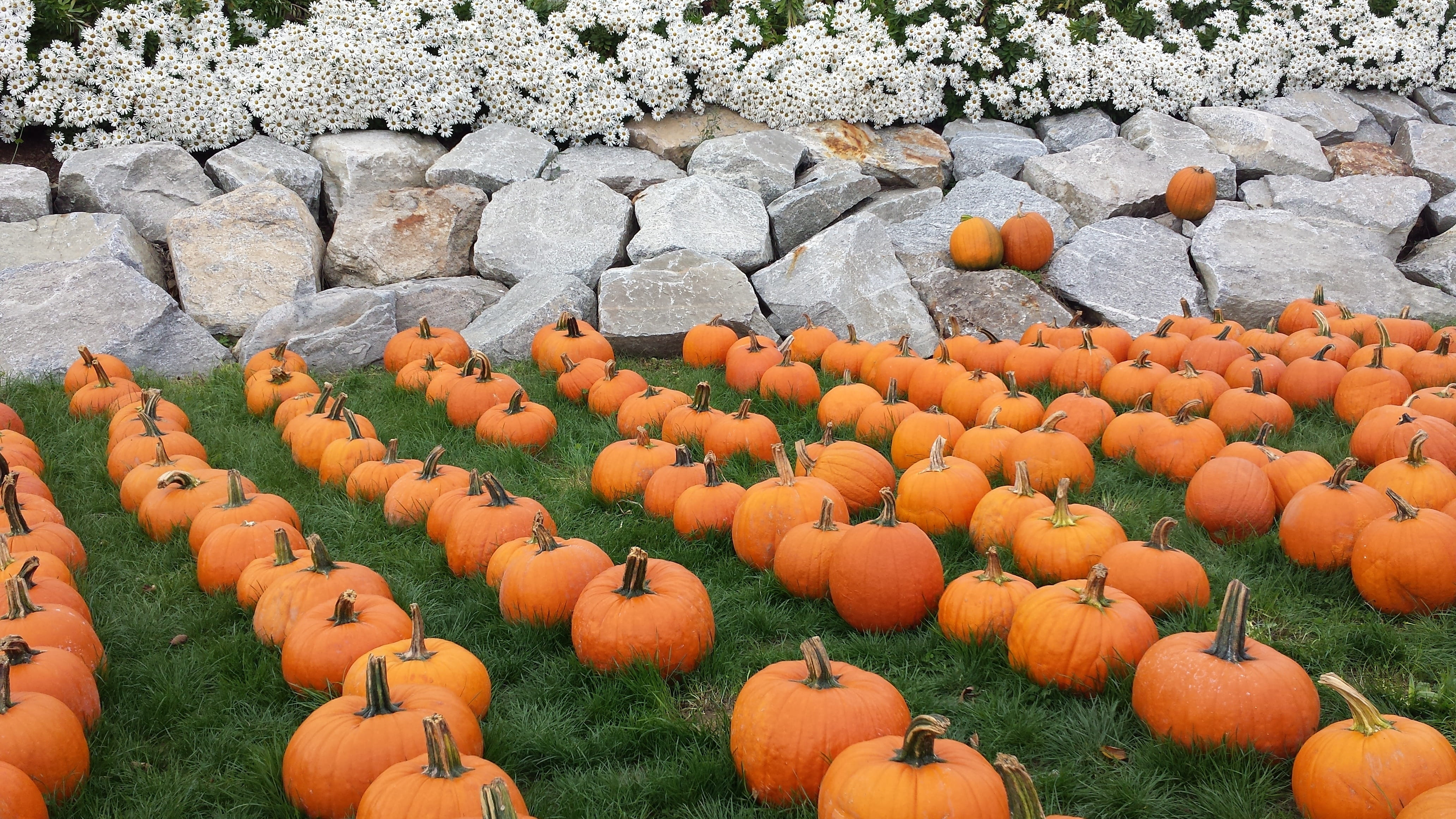 holiday, vegetable, halloween, autumn, 4K, land, freshness, fruit, food and drink, november, orange, orange color, no people, field, healthy eating, grass, HD Wallpaper