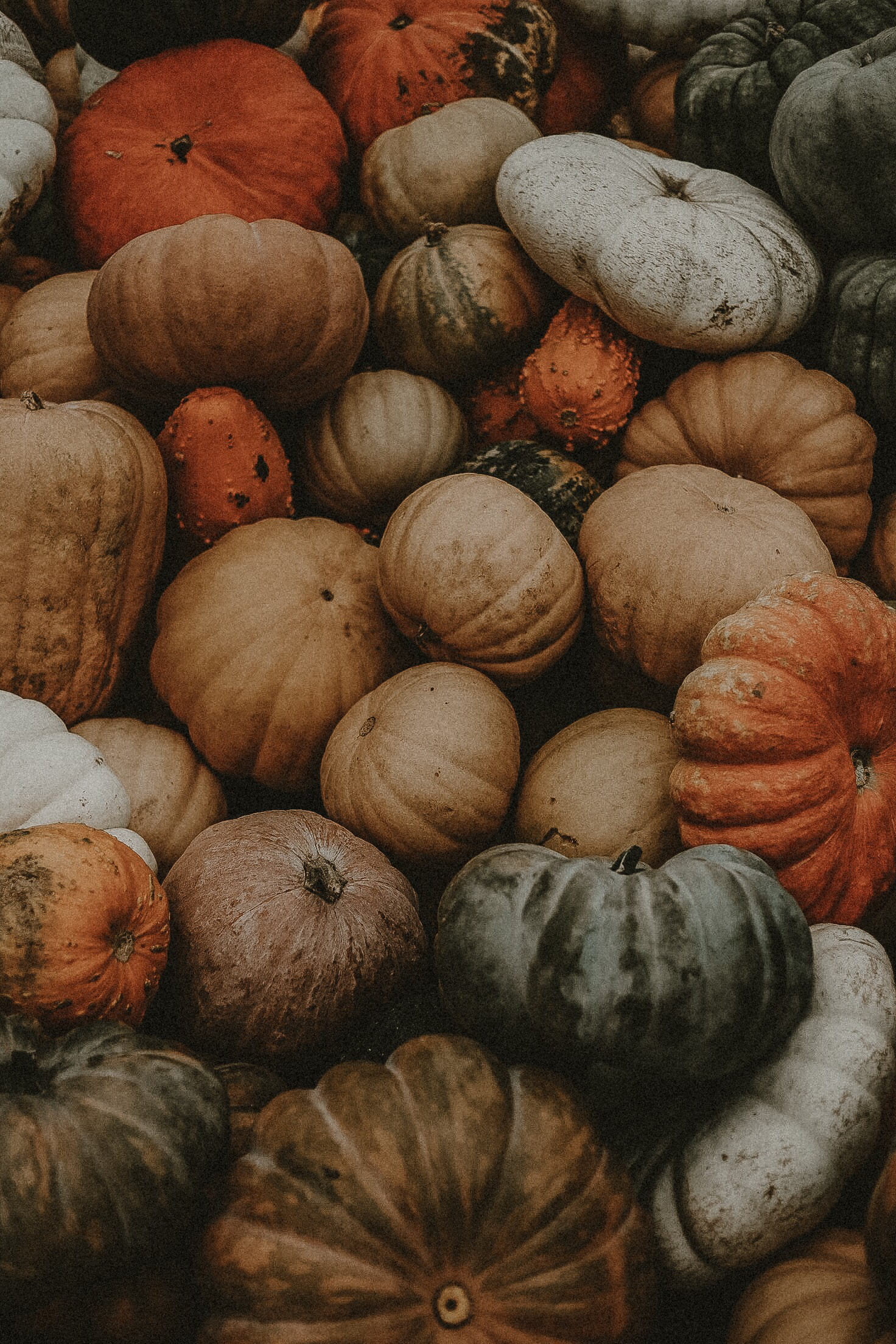pile, yellow, agriculture, fall, harvesting, backgrounds, thanksgiving, fall festival, vegetarbles, ripe, assorted, vegetable, green, gourd, decoration, Phone HD Wallpaper