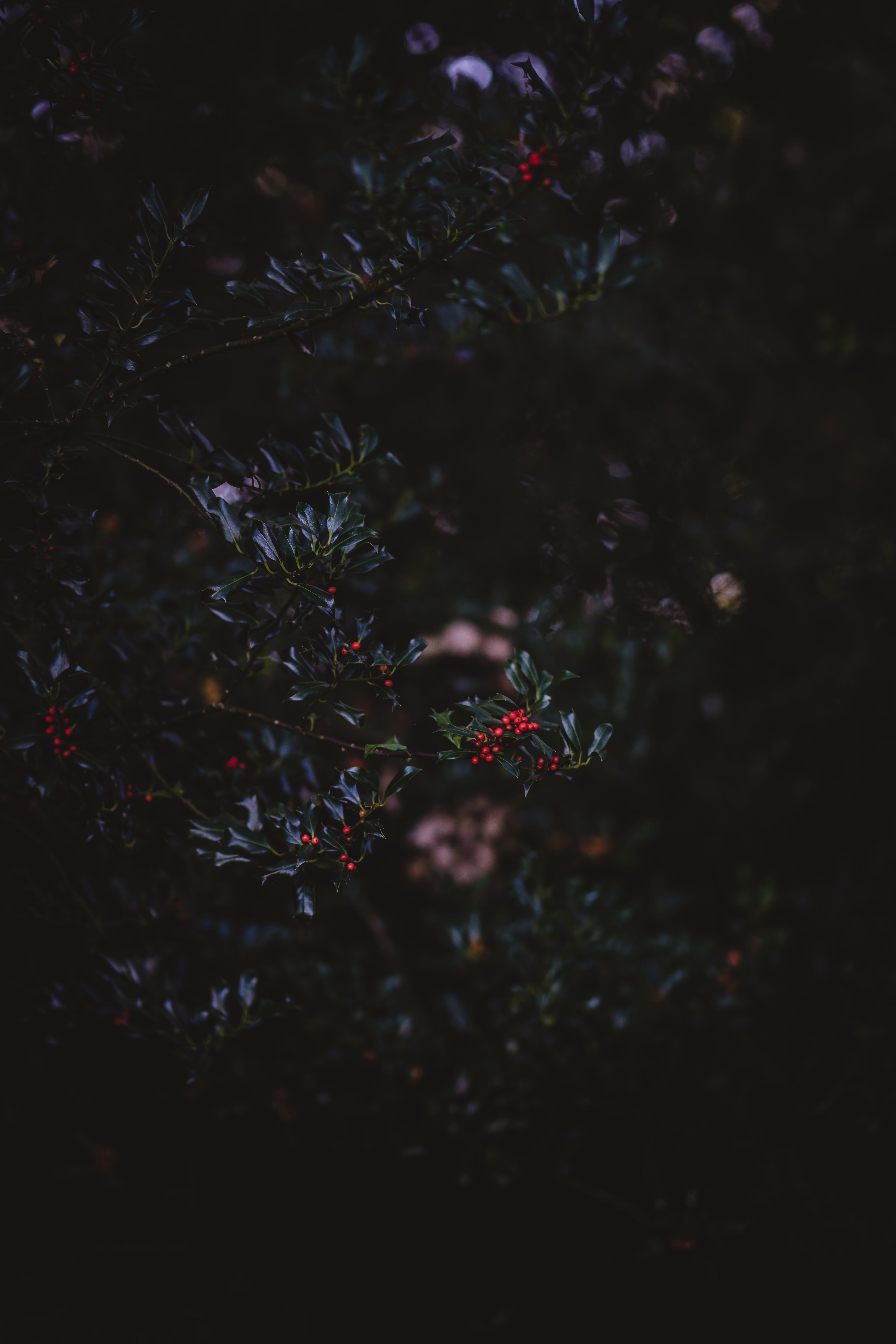 mood, fall, bush, green, backgrounds, red, national park, season, plant, summer, autumn, holly berry, seasonal, festive, no People, berry, fruits, moody edit, Phone HD Wallpaper