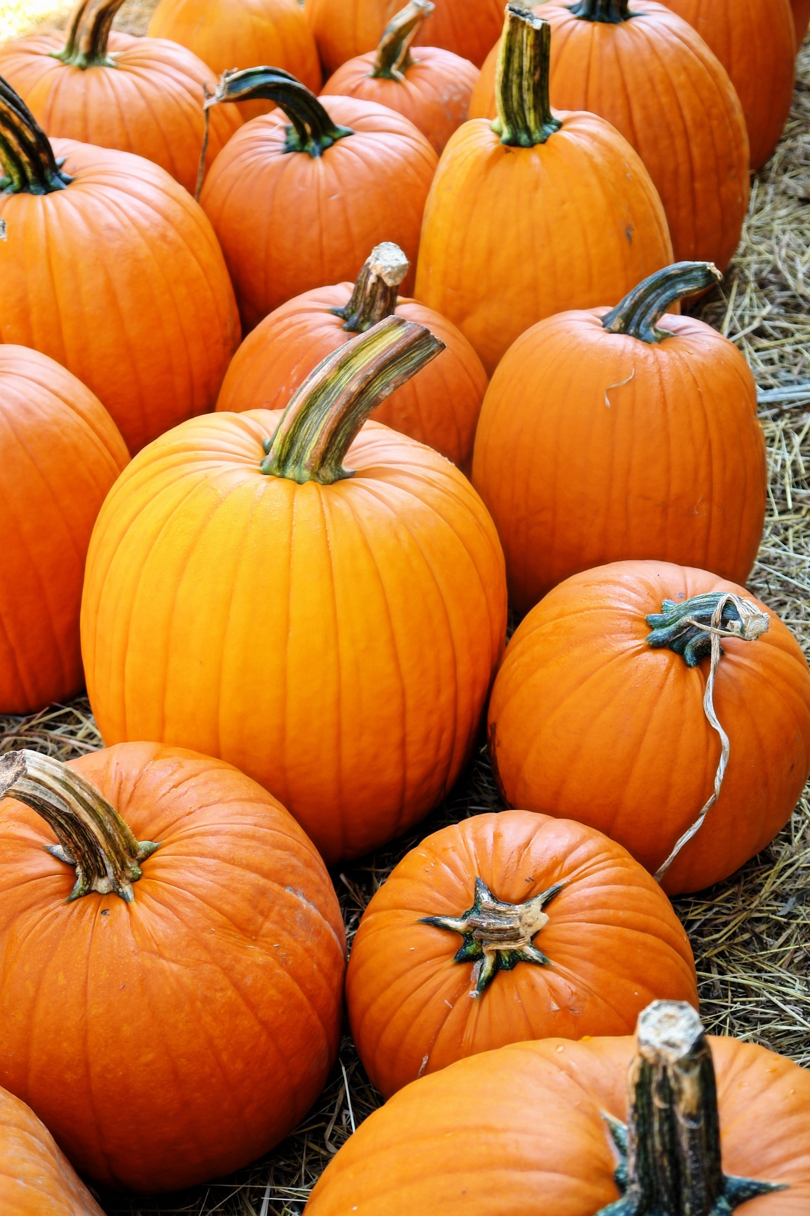 decoration, abundance, harvest, colorful, thanksgiving, seasonal, orange, organic, wellbeing, day, food, outdoors, autumn, large group of objects, pumpkin, Phone HD Wallpaper