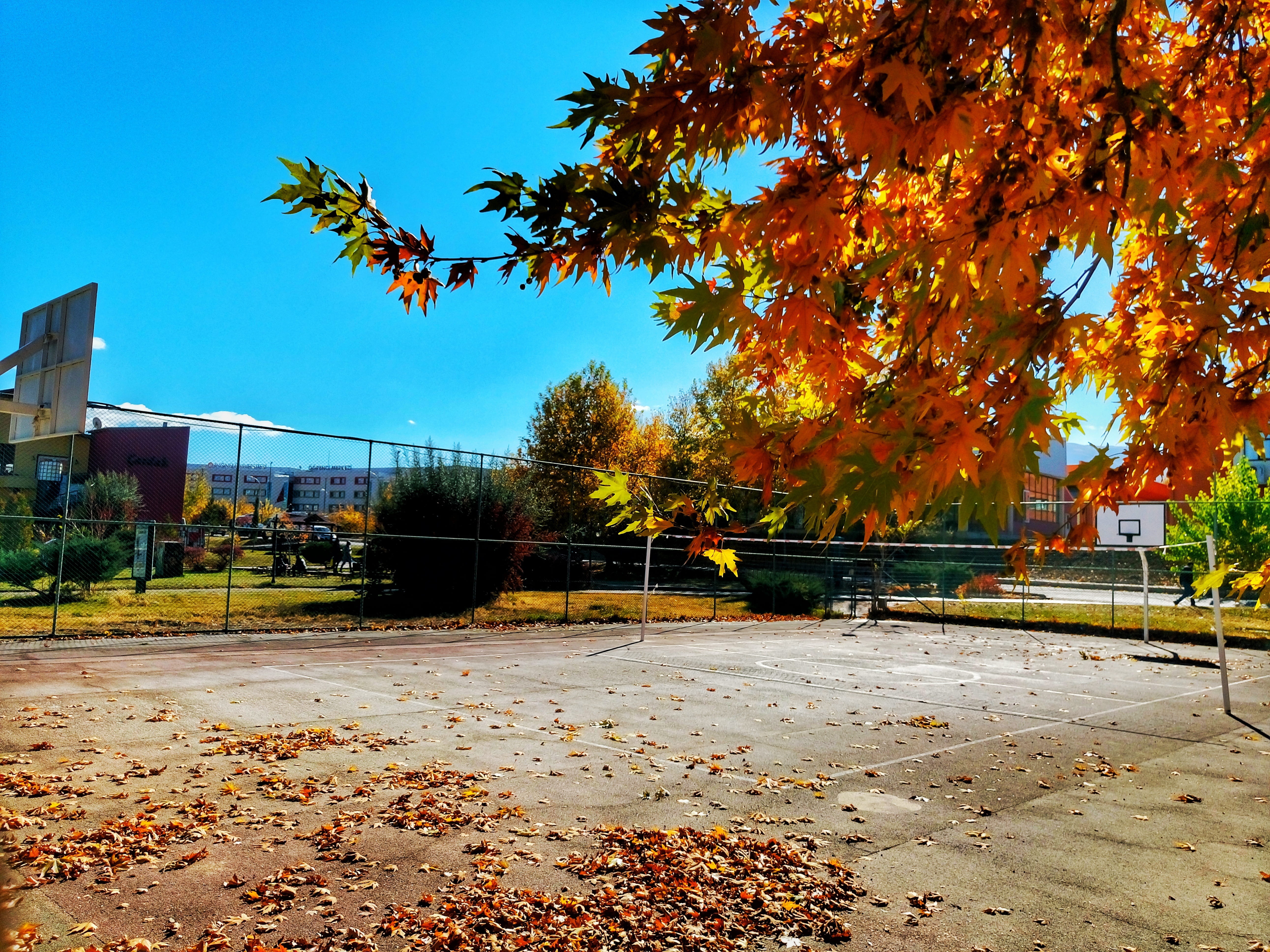 orange color, leaves, growth, landscape, nature, architecture, tree, change, leaf, table fall, colorful, sky, spring festival, beautiful, building exterior, HD Wallpaper