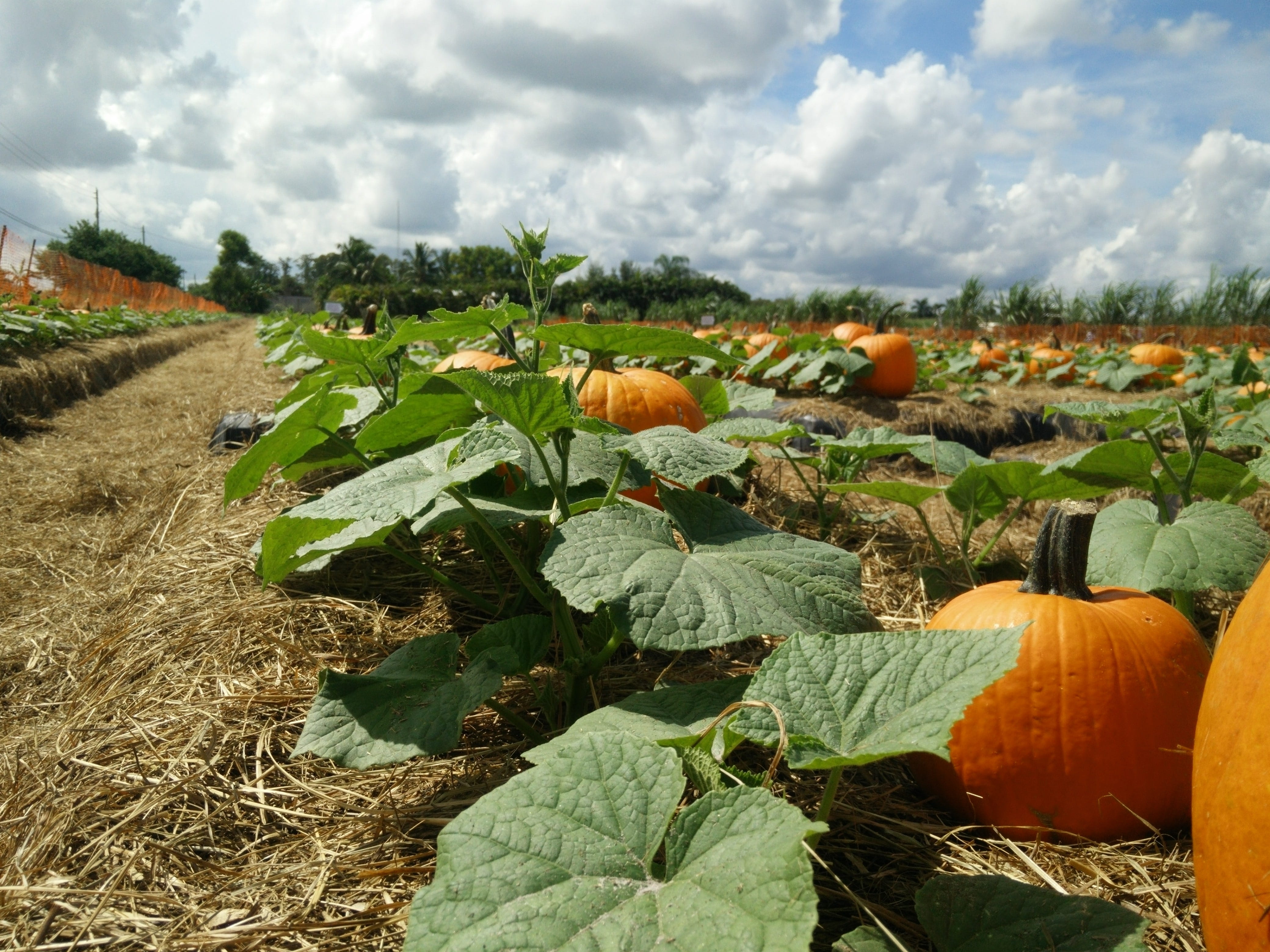 no people, crop, agriculture, autumn, environment, fun, Pumpkin, festival, landscape, thanksgiving, day, leaves, food, cloud - sky, vegetable, autumn time, HD Wallpaper