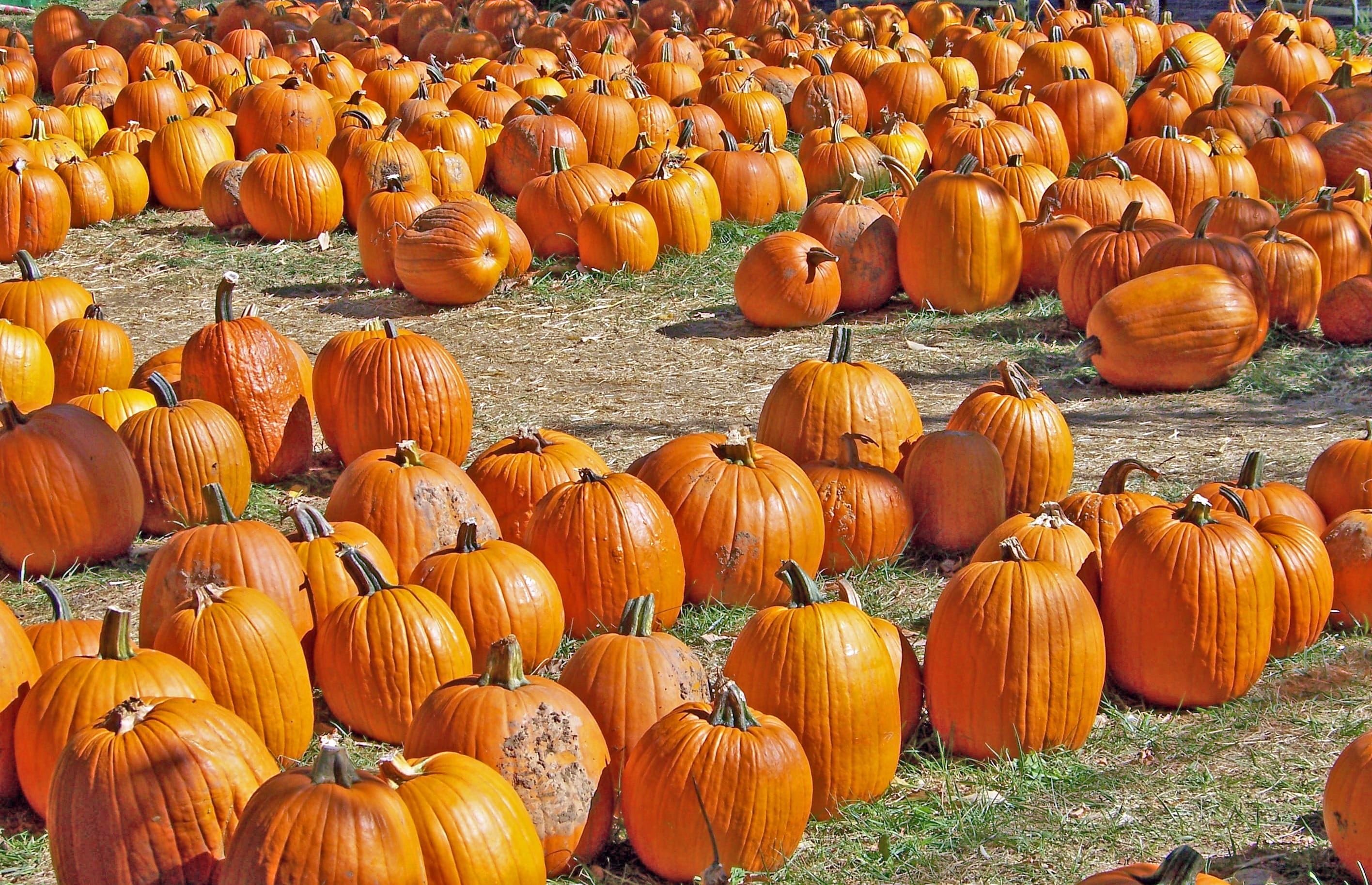 vegetable, plant, food and drink, orange color, land, festival, field, autumn, outdoors, healthy eating, country, nature, wellbeing, celebration, holiday, HD Wallpaper