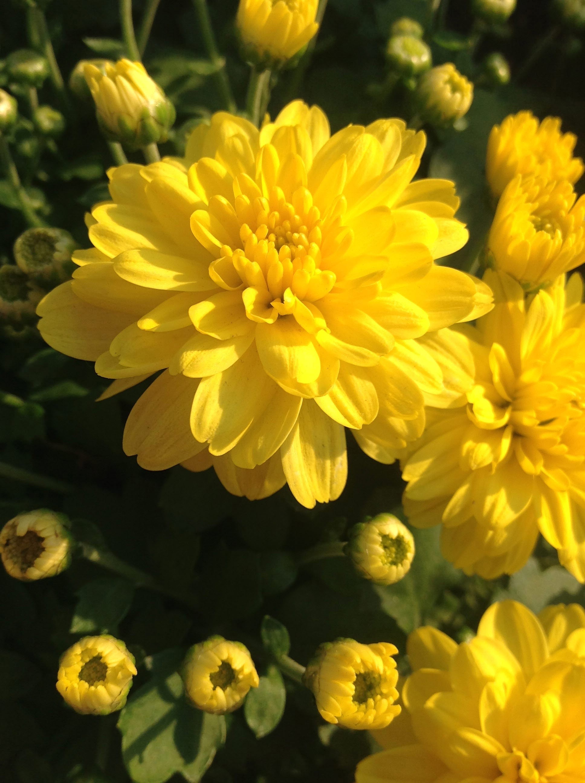 flower arrangement, pollen, close-up, chrysanthemum, flower, flowering plant, chrysanthemum festival, freshness, vulnerability, outdoors, yellow flower, Phone HD Wallpaper
