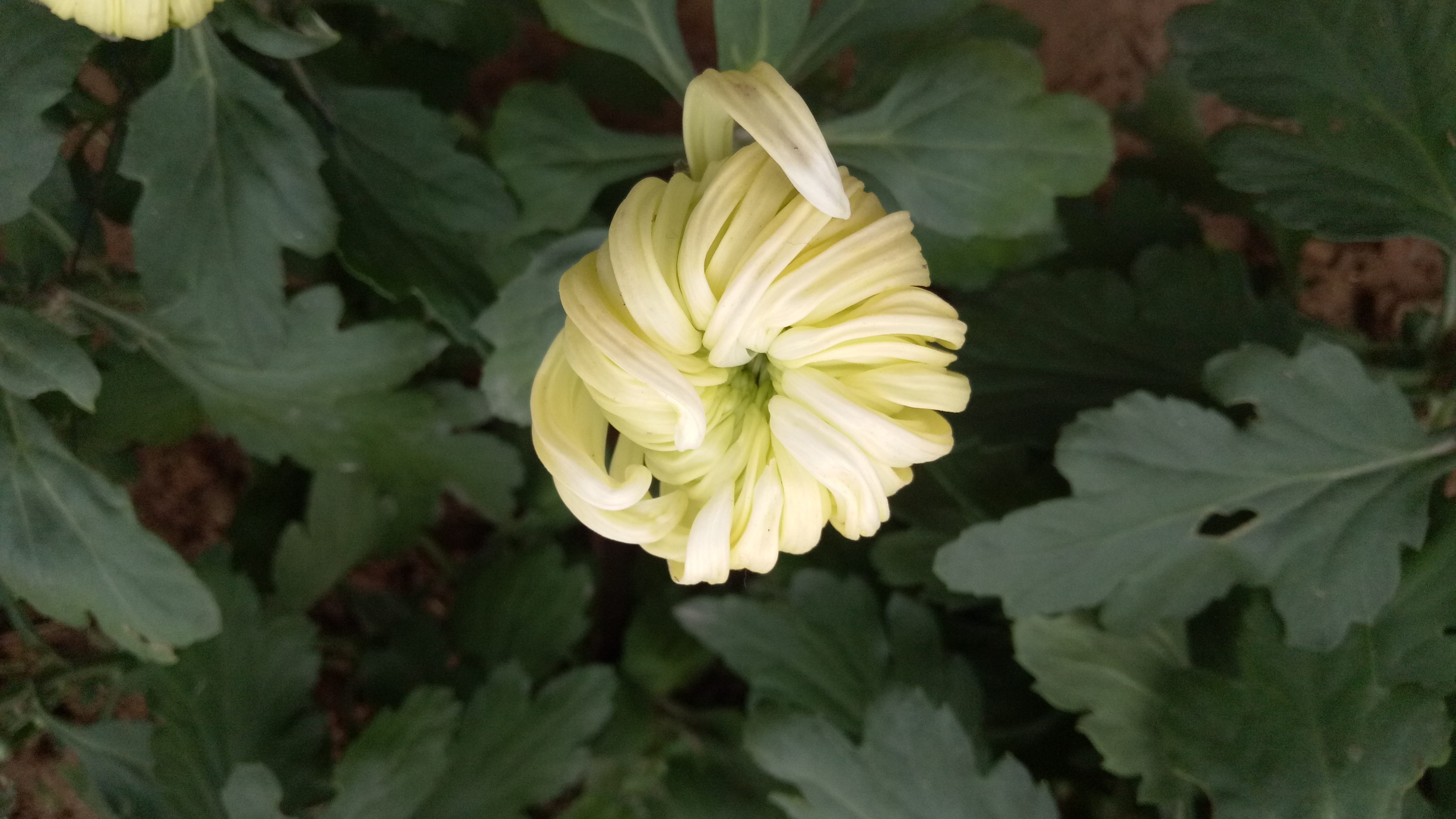 yellow, petal, nature, flower, chrysanthemum, white color, plant, autumn, plant part, green color, 4K, vulnerability, leisure, freshness, flowering plant, HD Wallpaper