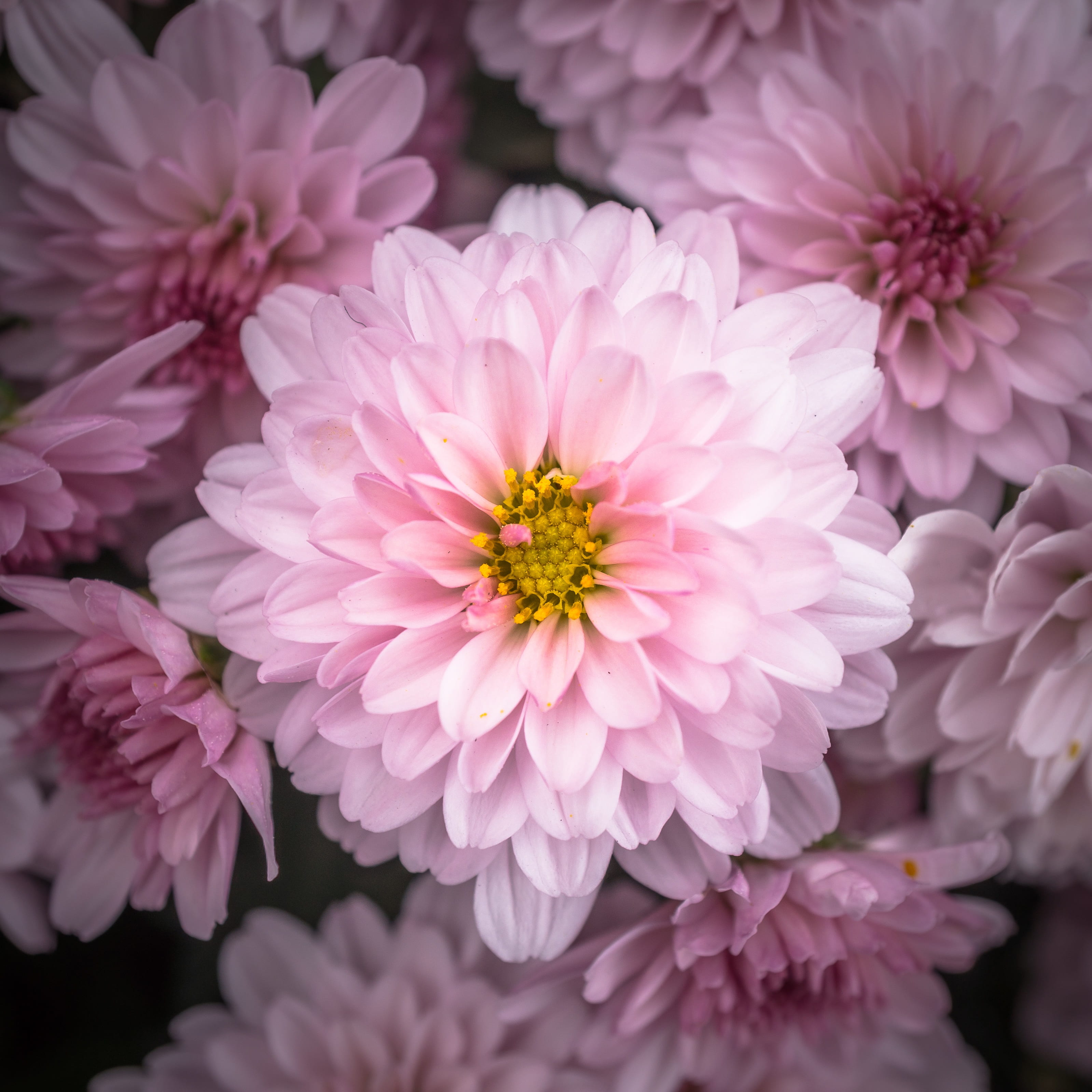 flower head, 2K, outdoors, chrysanthemum, purple, plant, fragility, chrysanthemum festival, tabitha, fall festival, flowers, autumn flowers, close-up, Phone HD Wallpaper