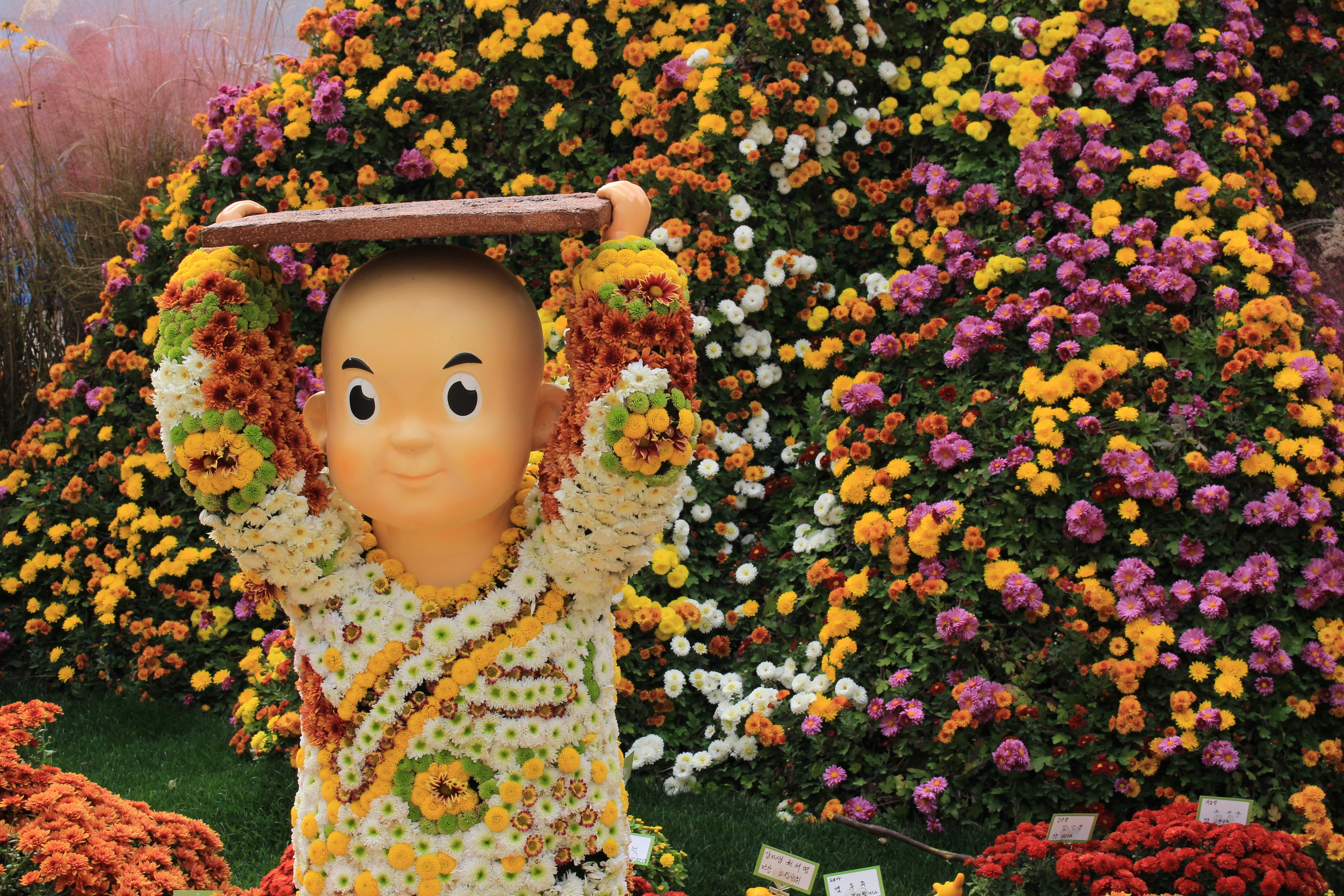 copper squares, nature, day, seoul, outdoors, fragility, chrysanthemum festival, multi colored, child, korea, beauty in nature, flowering plant, representation, HD Wallpaper