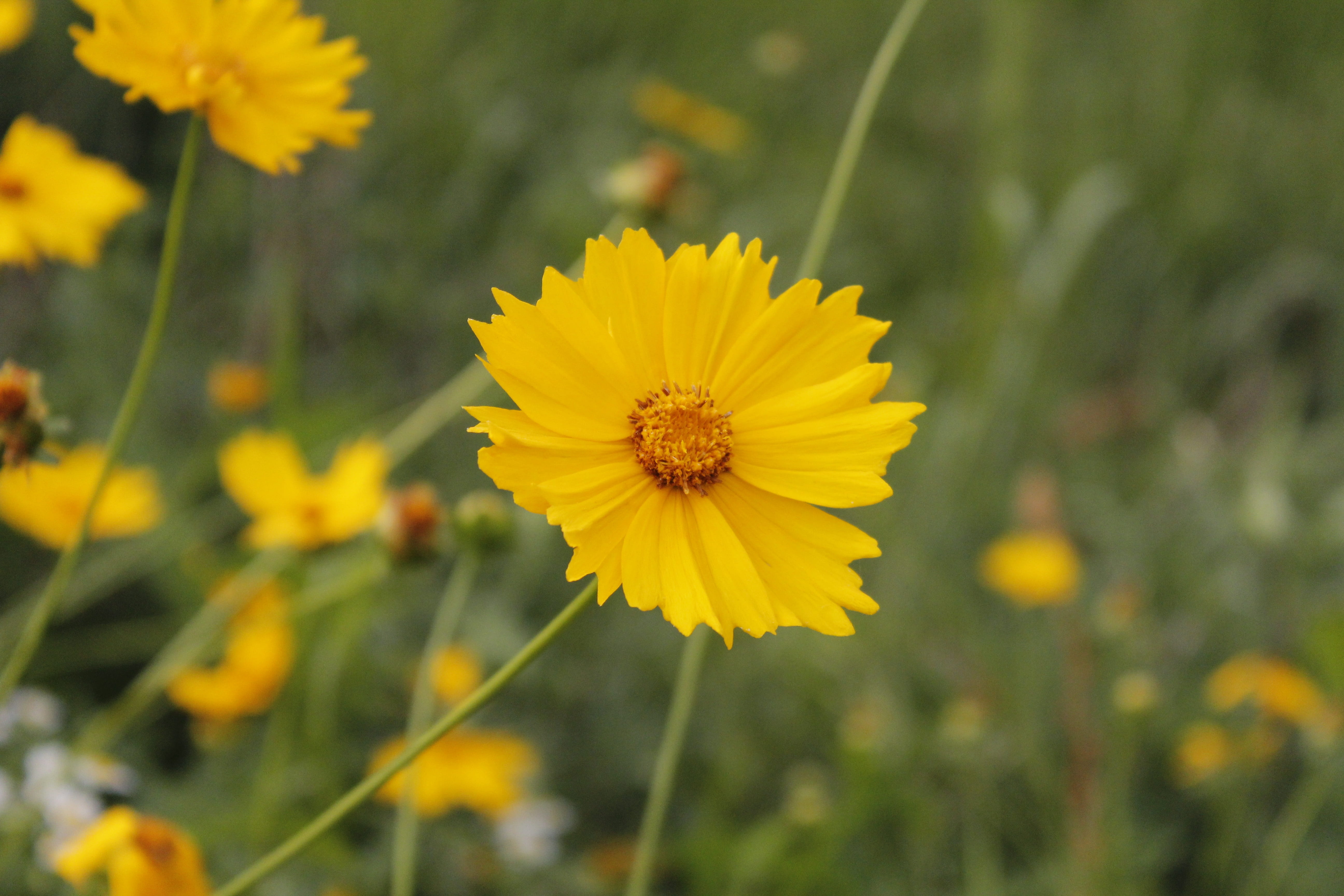 yellow, close-up, plant, pollen, plants, flower, flower gardens, landscape, 5K, freshness, flower head, wildflower, focus on foreground, growth, outdoors, HD Wallpaper