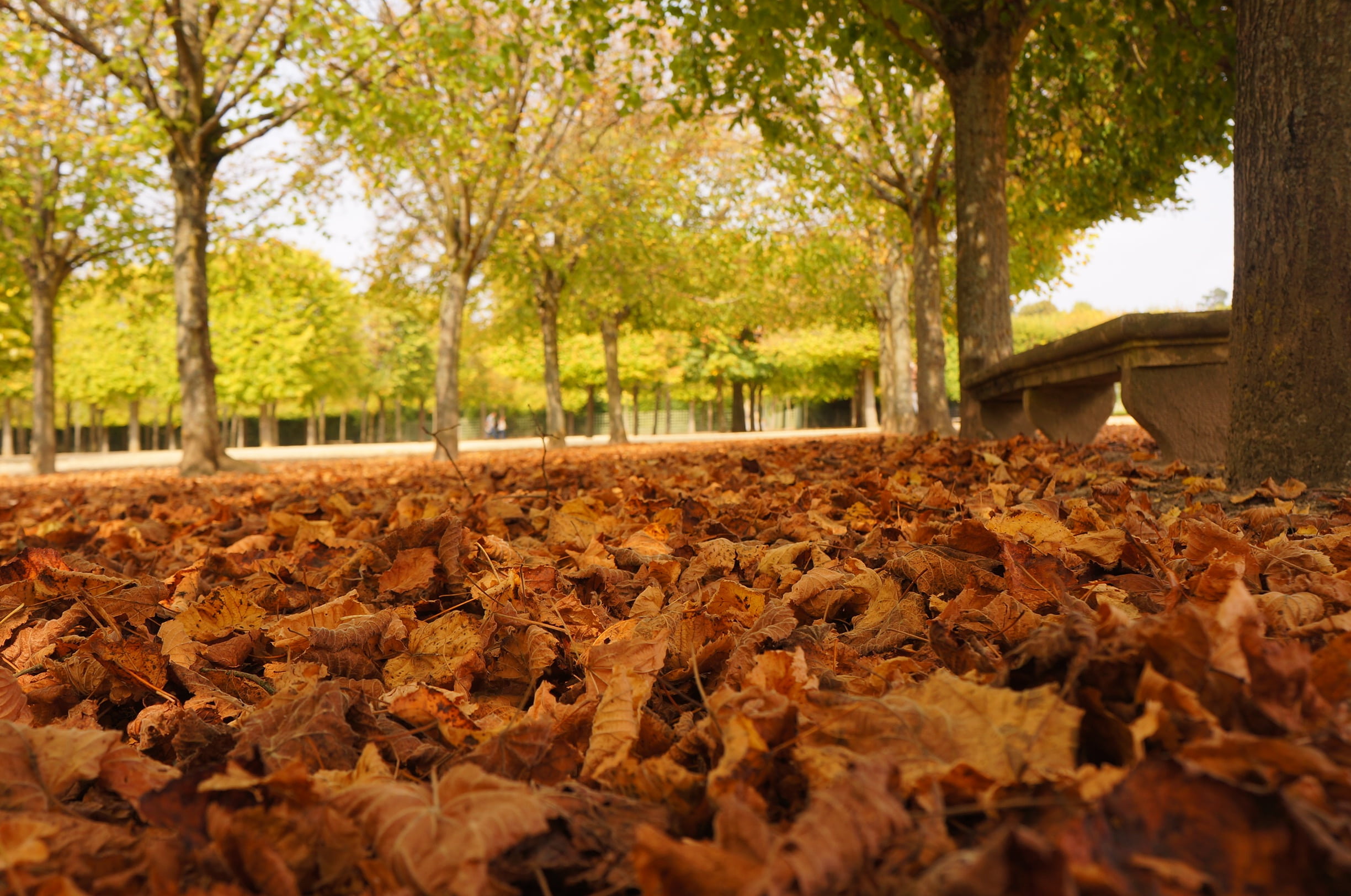 tree, garden, outdoors, brown, plant part, france, parisian, beauty in nature, gil, fall, bas-du-lac, nature, wood, land, selective focus, leaf, paris, HD Wallpaper
