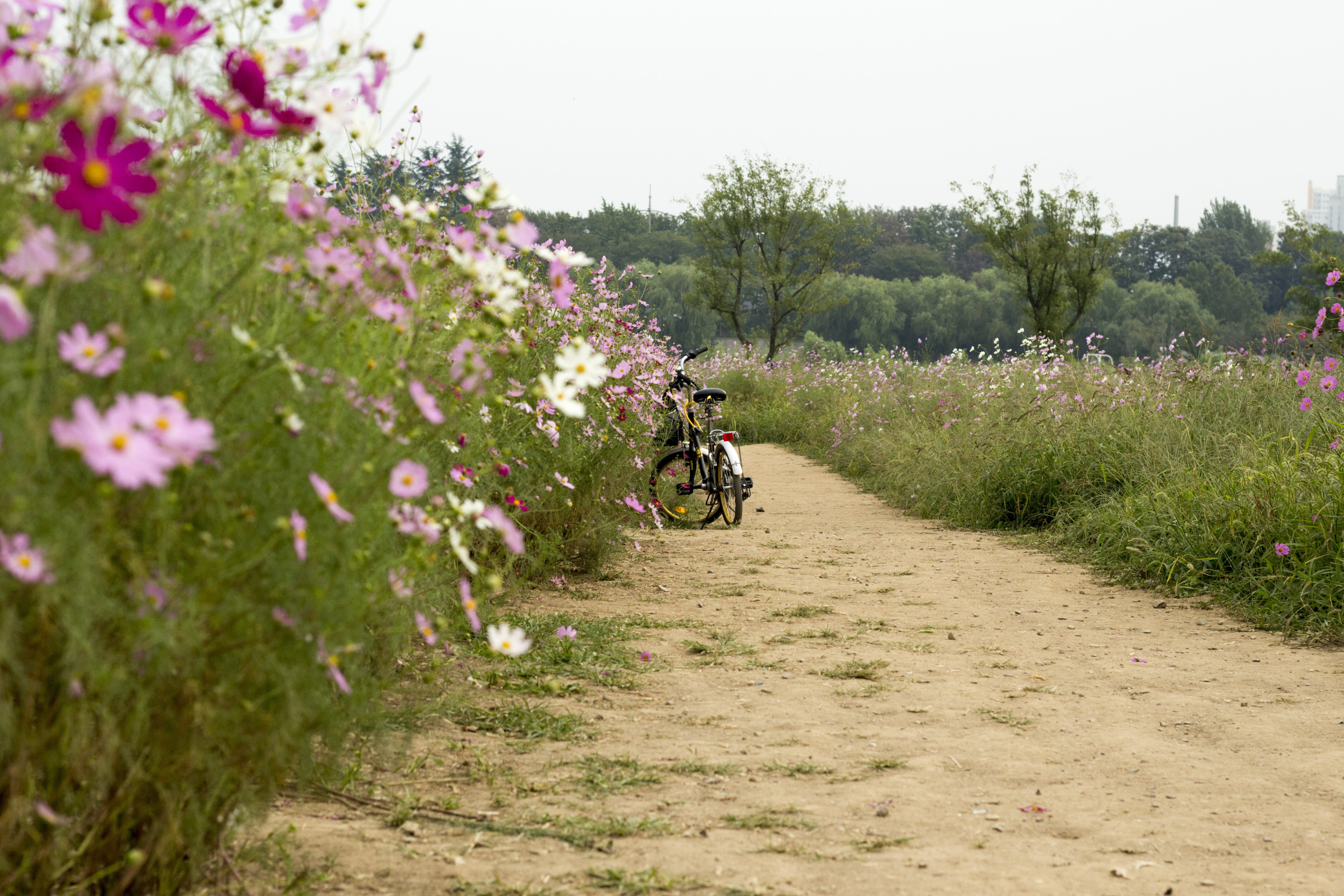 day, ride, 5K, bike, flower, land vehicle, gil, riding, growth, mode of transportation, transportation, road, one person, land, landscape, nature, rural scene, HD Wallpaper
