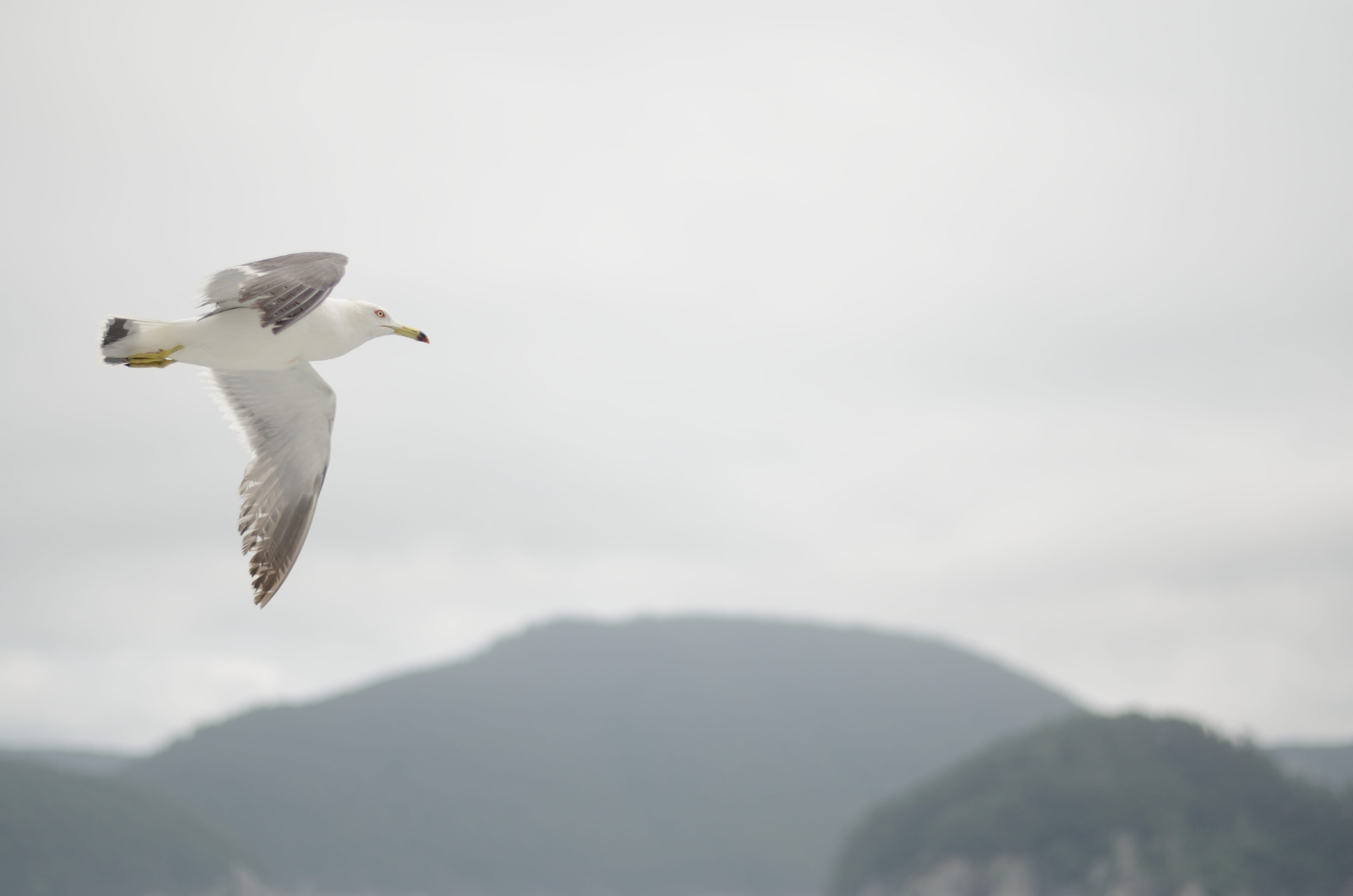 animal themes, low angle view, no people, animal, flying, one animal, south korea, outdoors, seagull, 4K, beauty in nature, nature, vertebrate, focus on foreground, HD Wallpaper