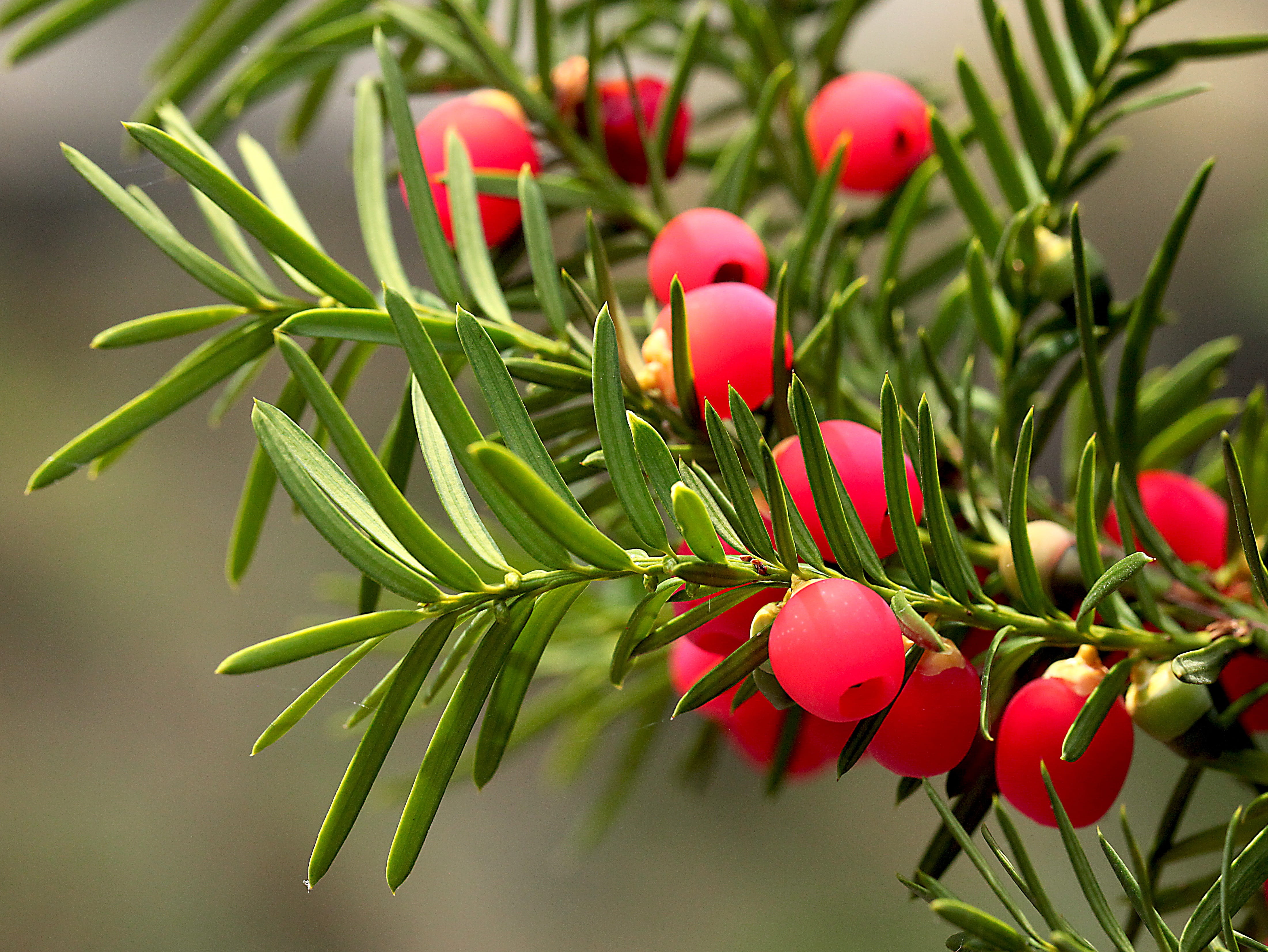 growth, celebration, birds, the fruit of a yew, green color, 4K, gil, red fruits, coniferous tree, food, flower arrangement, food and drink, pine tree, HD Wallpaper