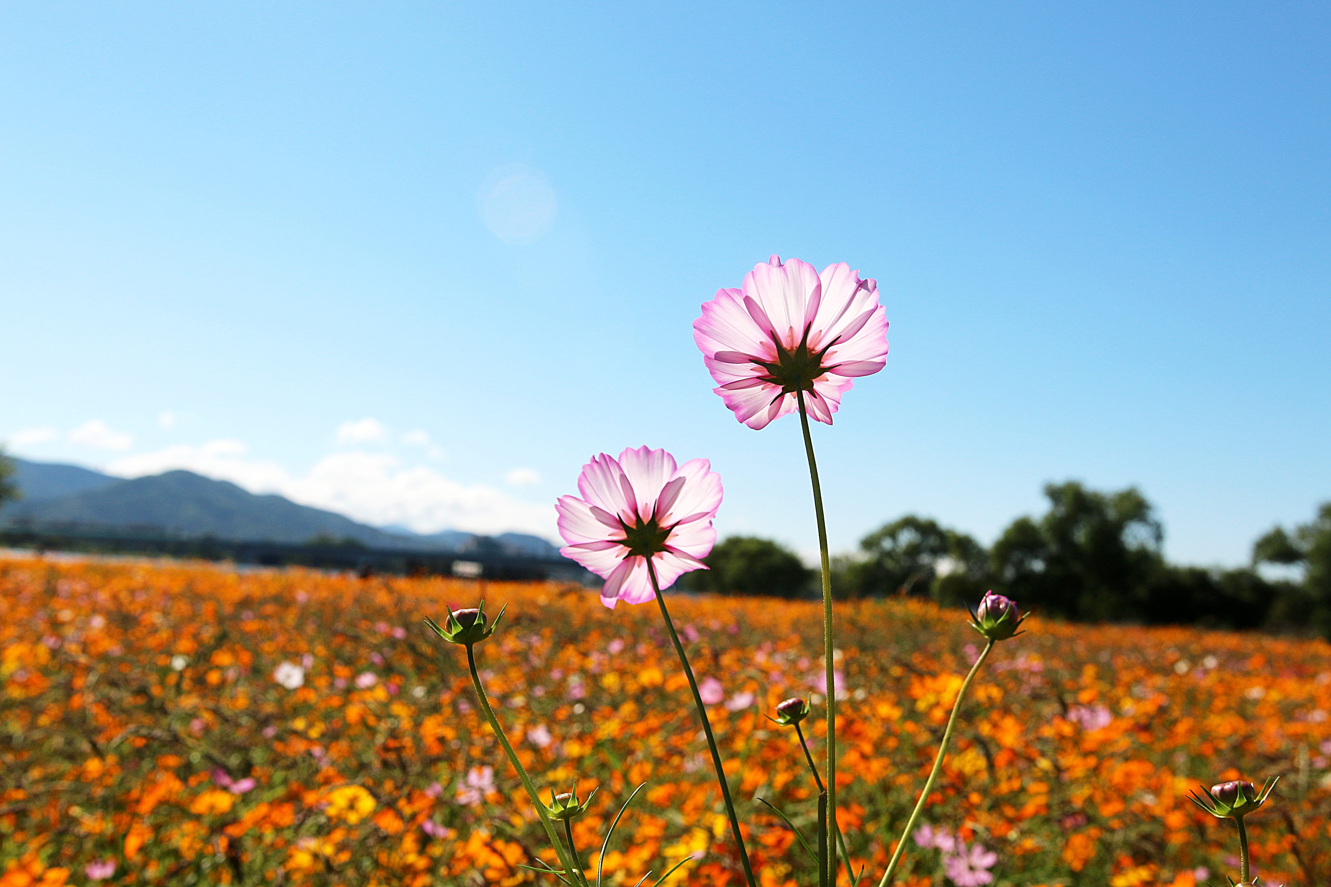 outdoors, flower head, wabu, plant, yellow, springtime, no people, flowering plant, focus on foreground, vulnerability, pink, flower, cosmos field, flowers, HD Wallpaper