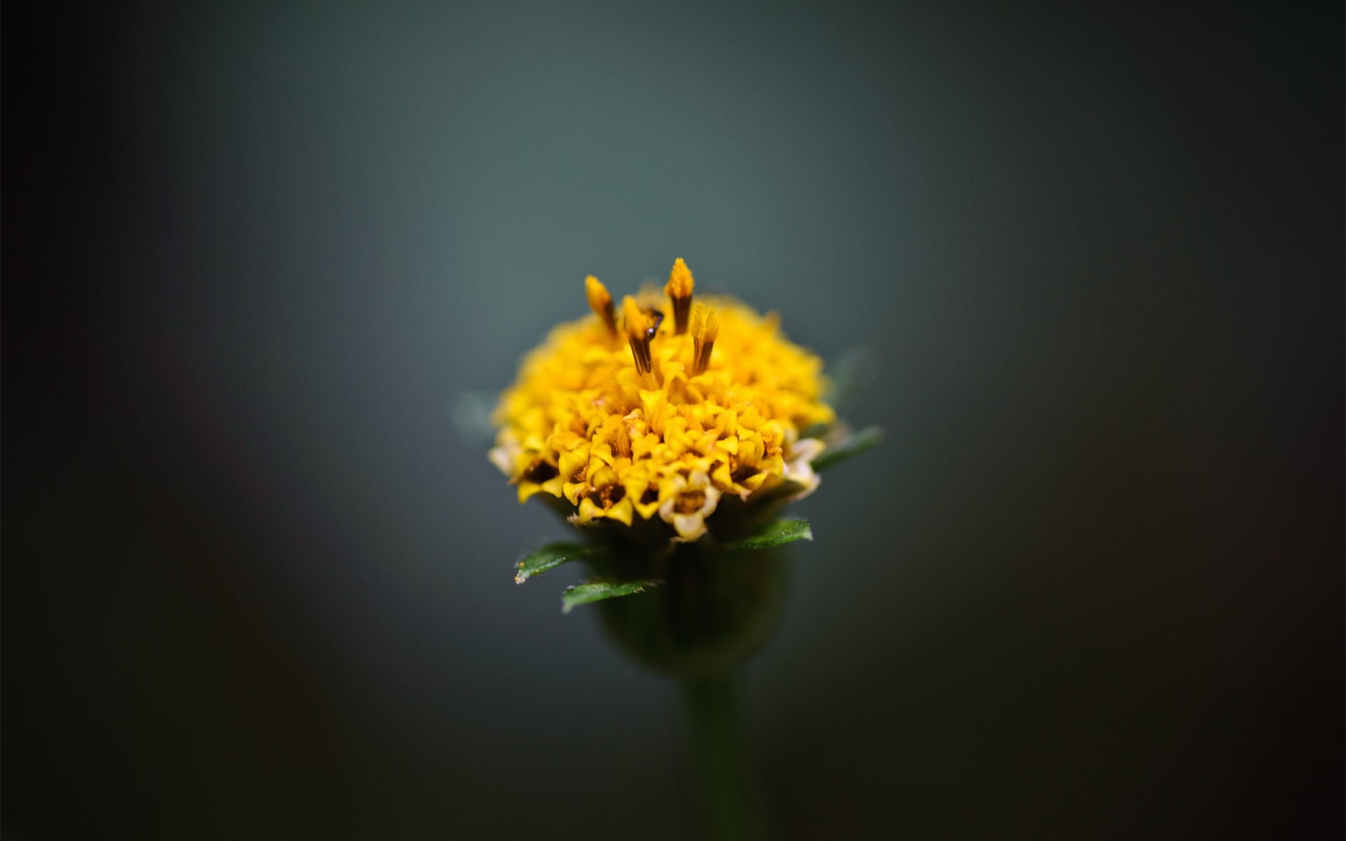 marigolds, growth, beauty in nature, black background, flower, close-up, macro, studio shot, freshness, 1080P, plant, plants, nature, copy space, flower head, HD Wallpaper