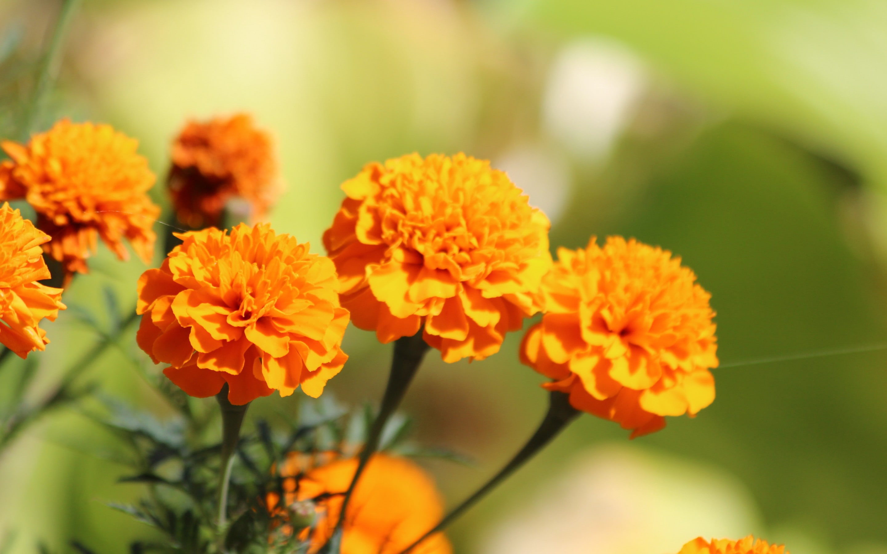 yellow, orange, Nature, marigold, flowers, 2K, HD Wallpaper