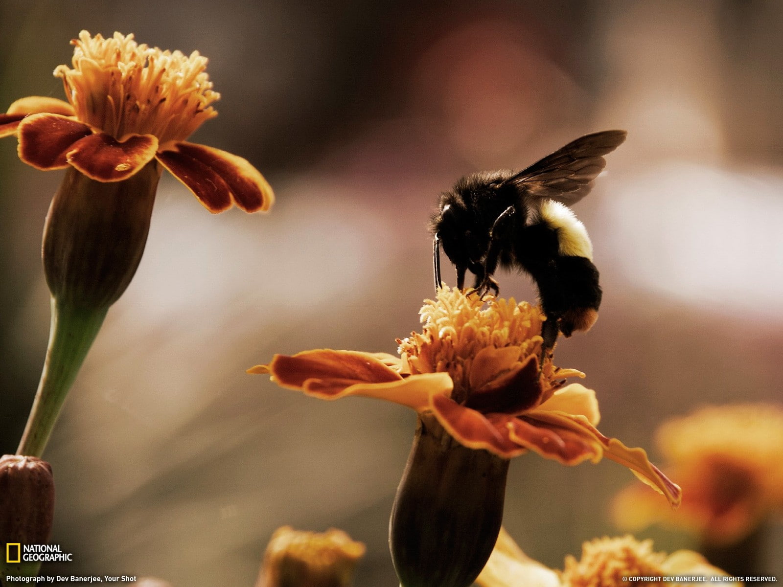 flowers, marigolds, National Geographic, 720P, bees, bumblebees, HD Wallpaper