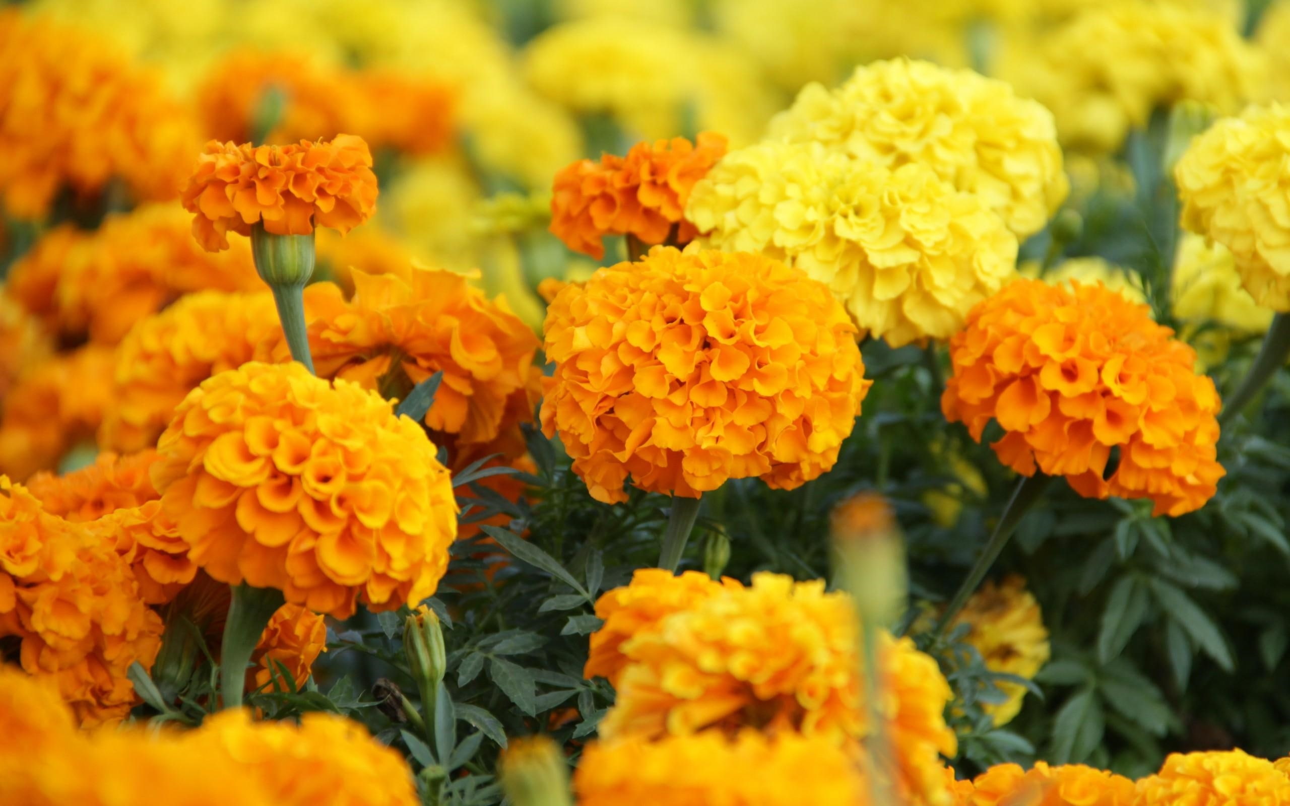 images, flowers, 2K, marigold, HD Wallpaper