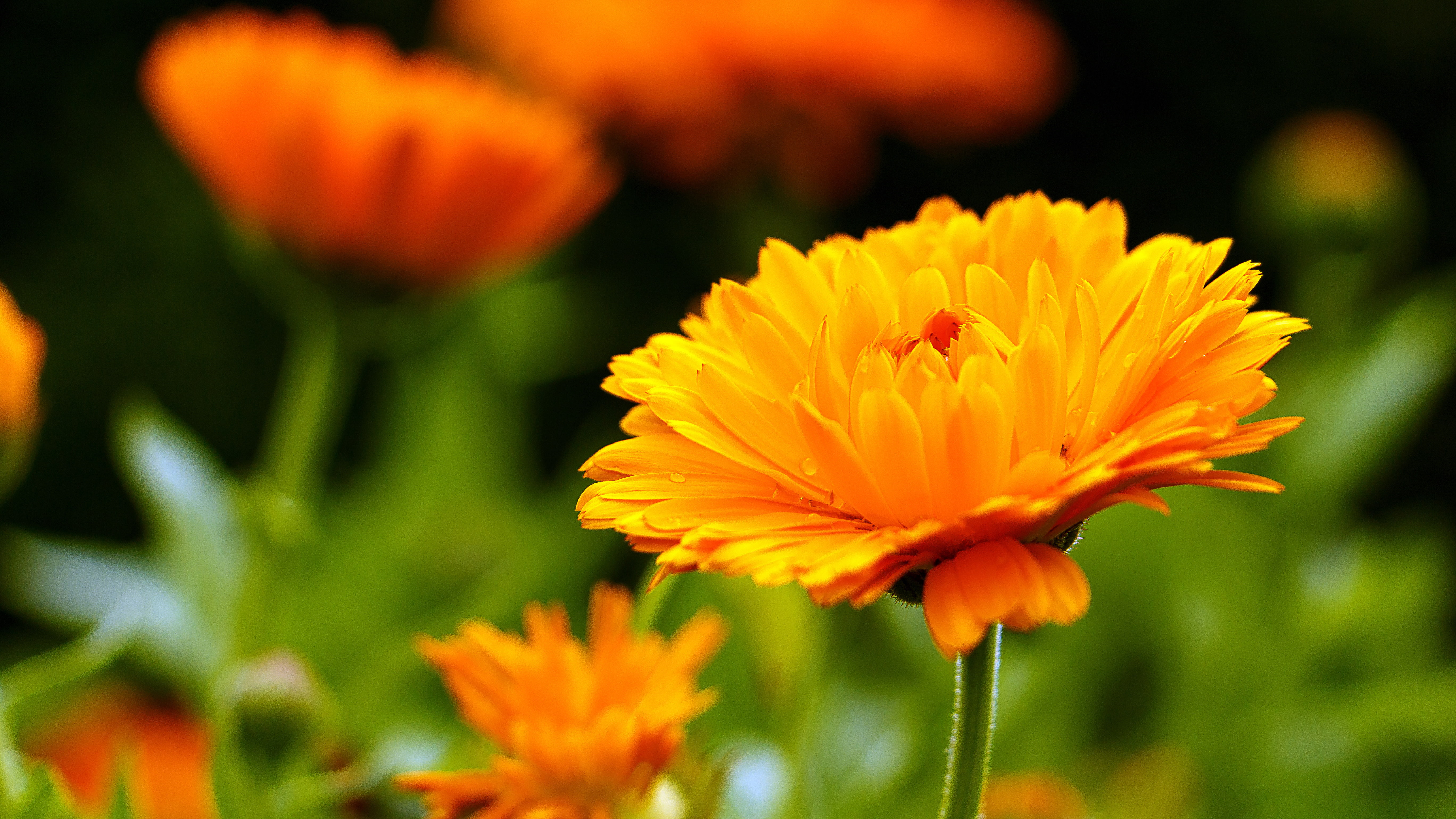 Marigold, 5K, 5K, Yellow flower, HD Wallpaper