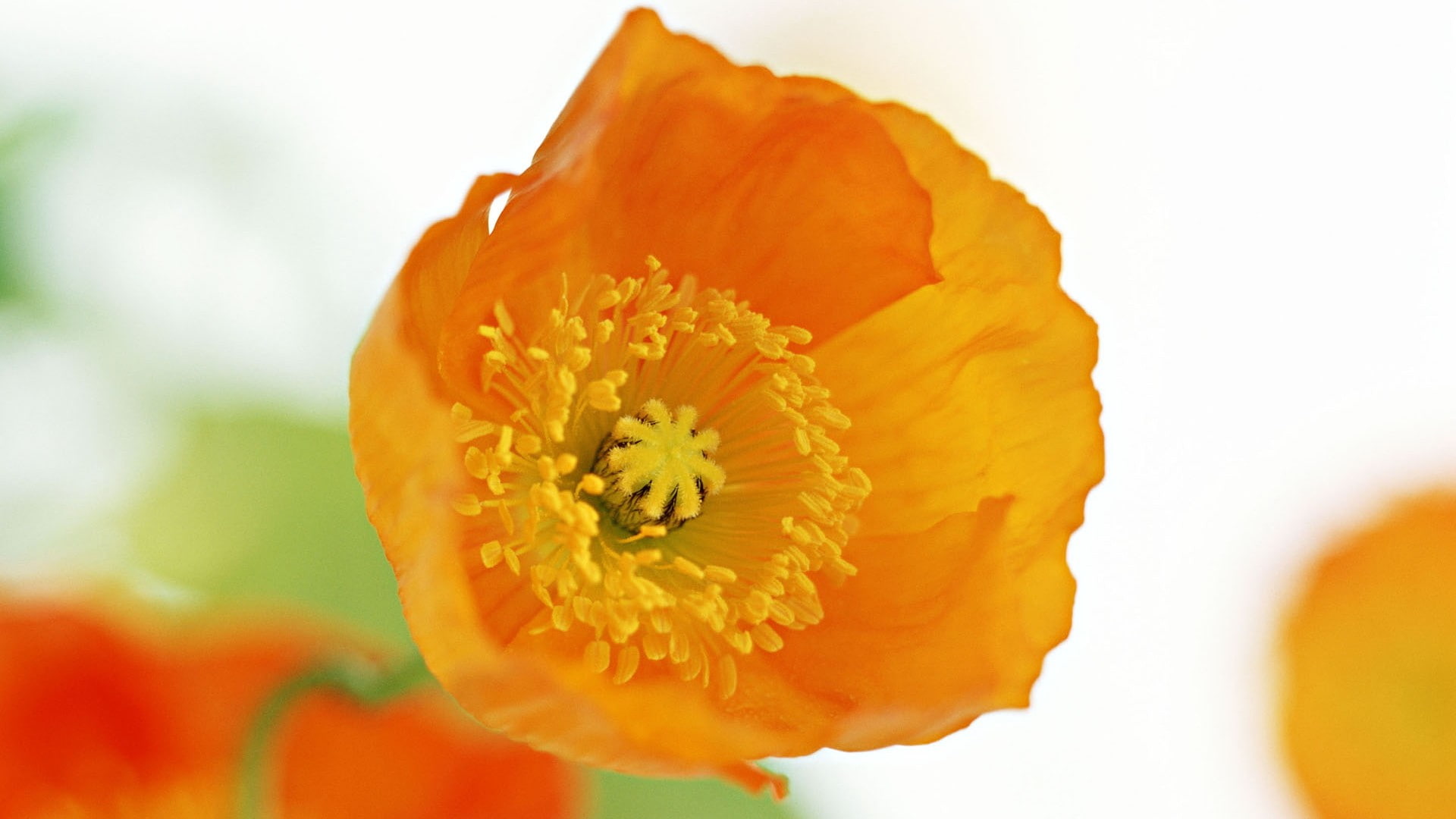 vulnerability, no people, petal, extreme close-up, orange color, yellow, inflorescence, nature, beauty in nature, outdoors, plant, pollen, poppies, freshness, HD Wallpaper