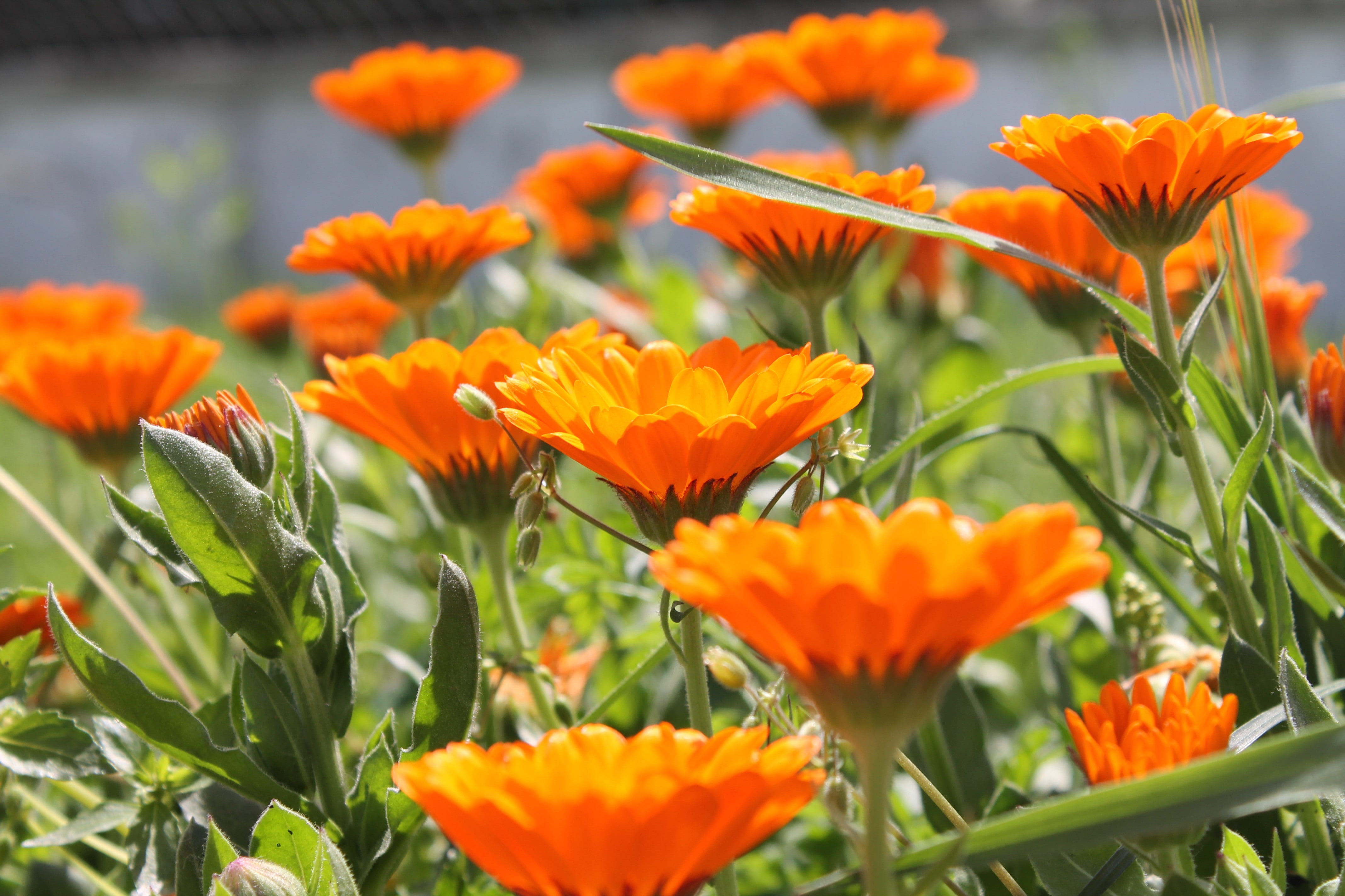 freshness, no people, day, orange, outdoors, beauty in nature, plant, inflorescence, orange color, close-up, 4K, flower head, marigold, springtime, nature, HD Wallpaper