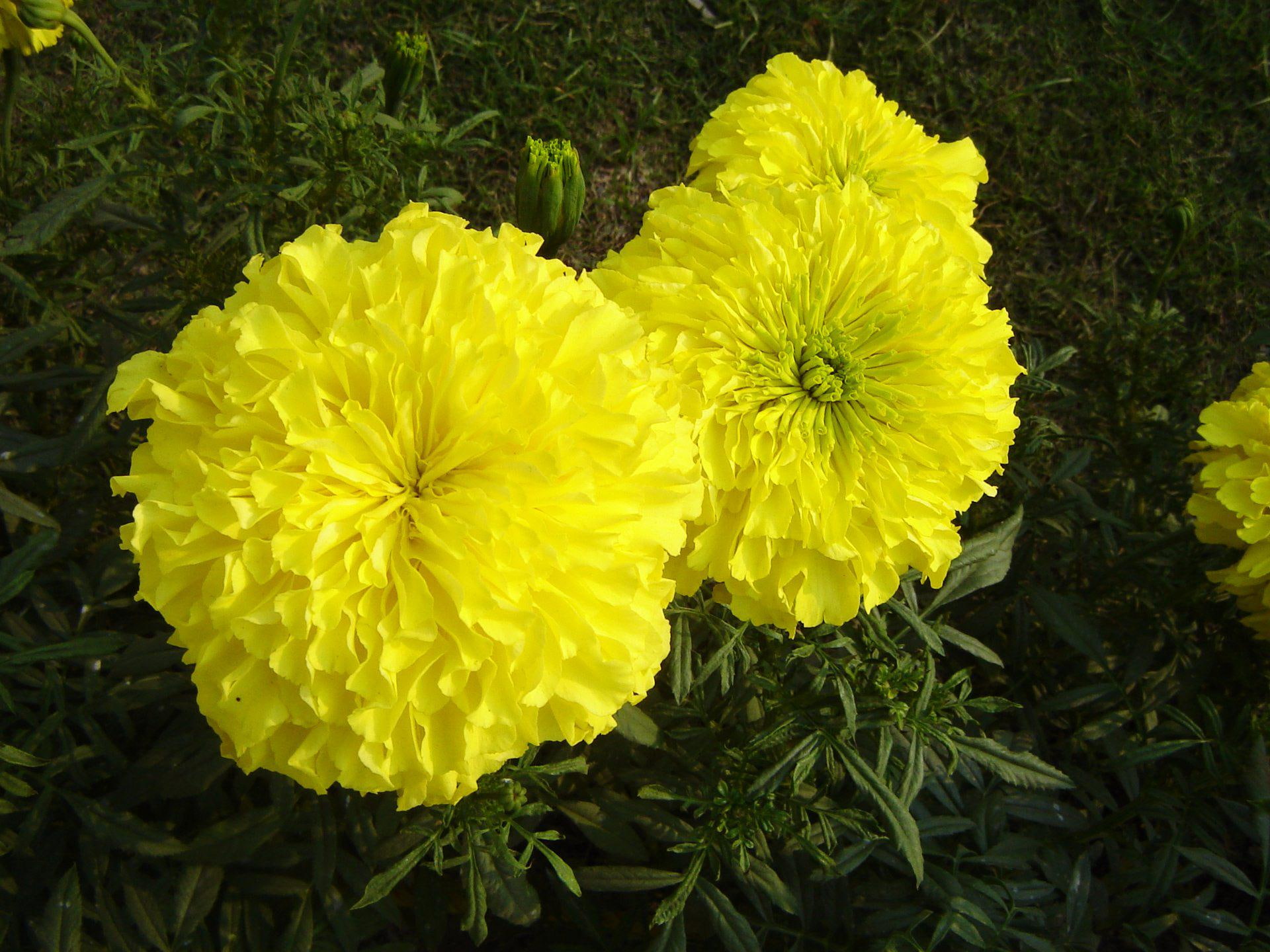 1920x1440, genda, 1080P, flower, marigold, HD Wallpaper